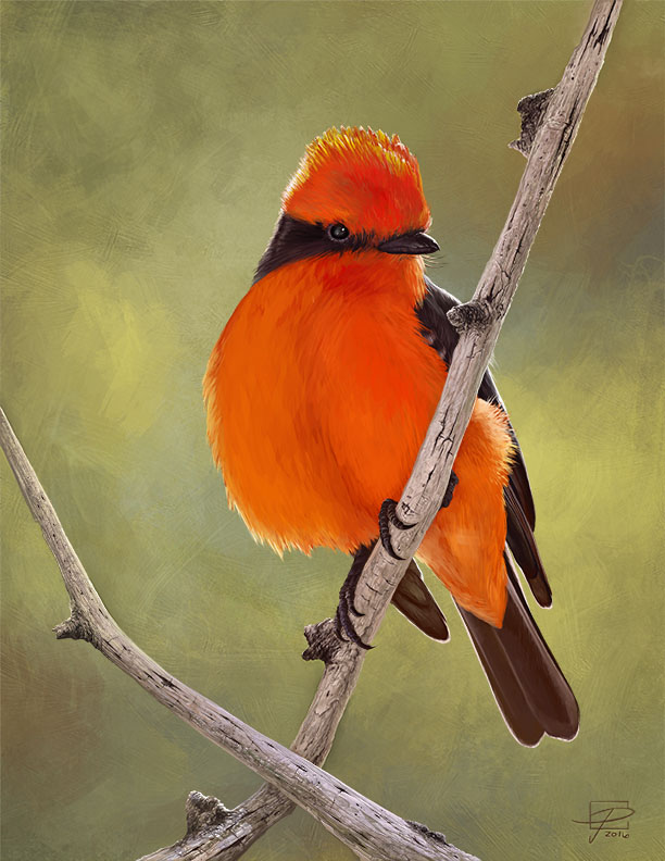 Vermilion Flycatcher