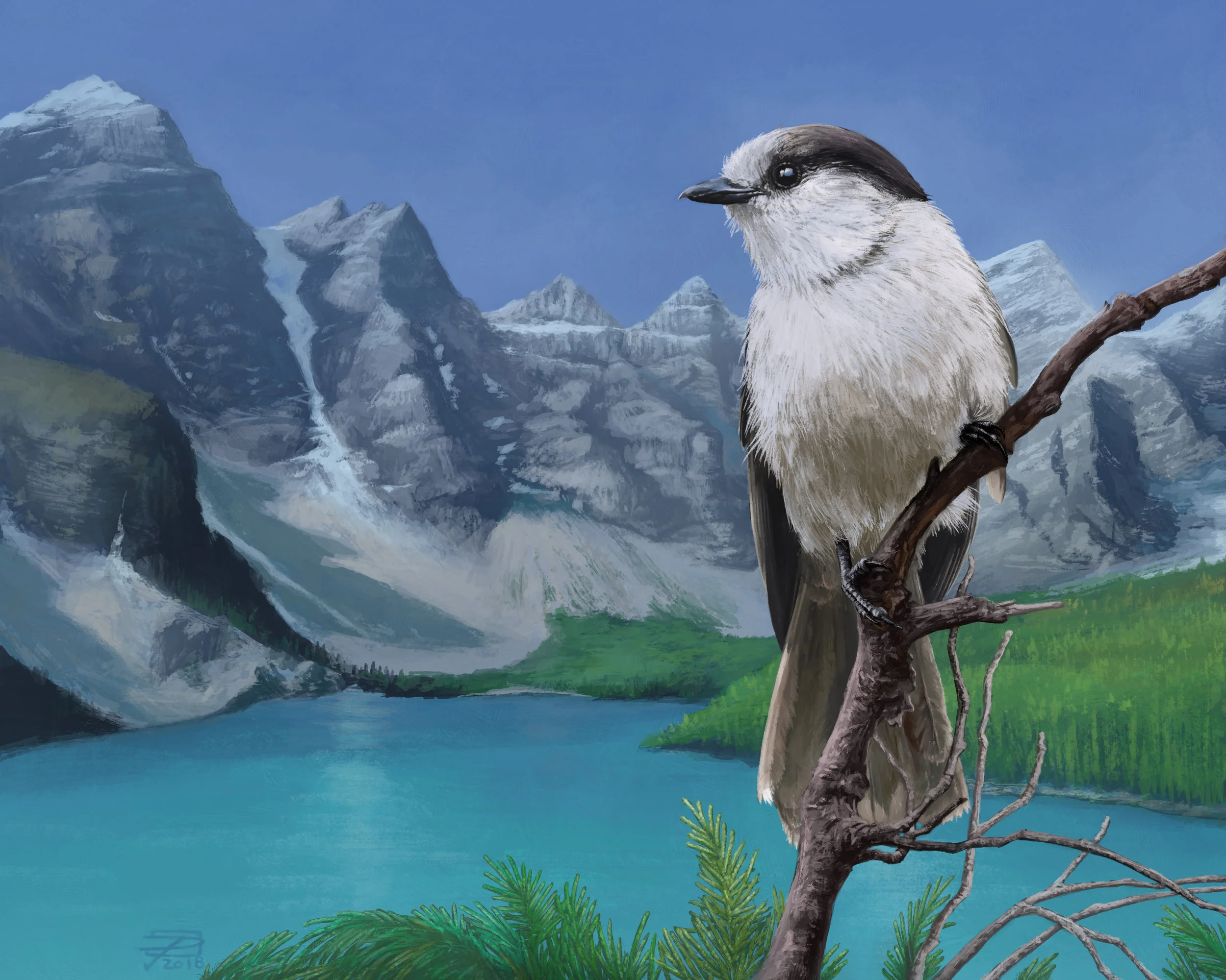 Canada Jay