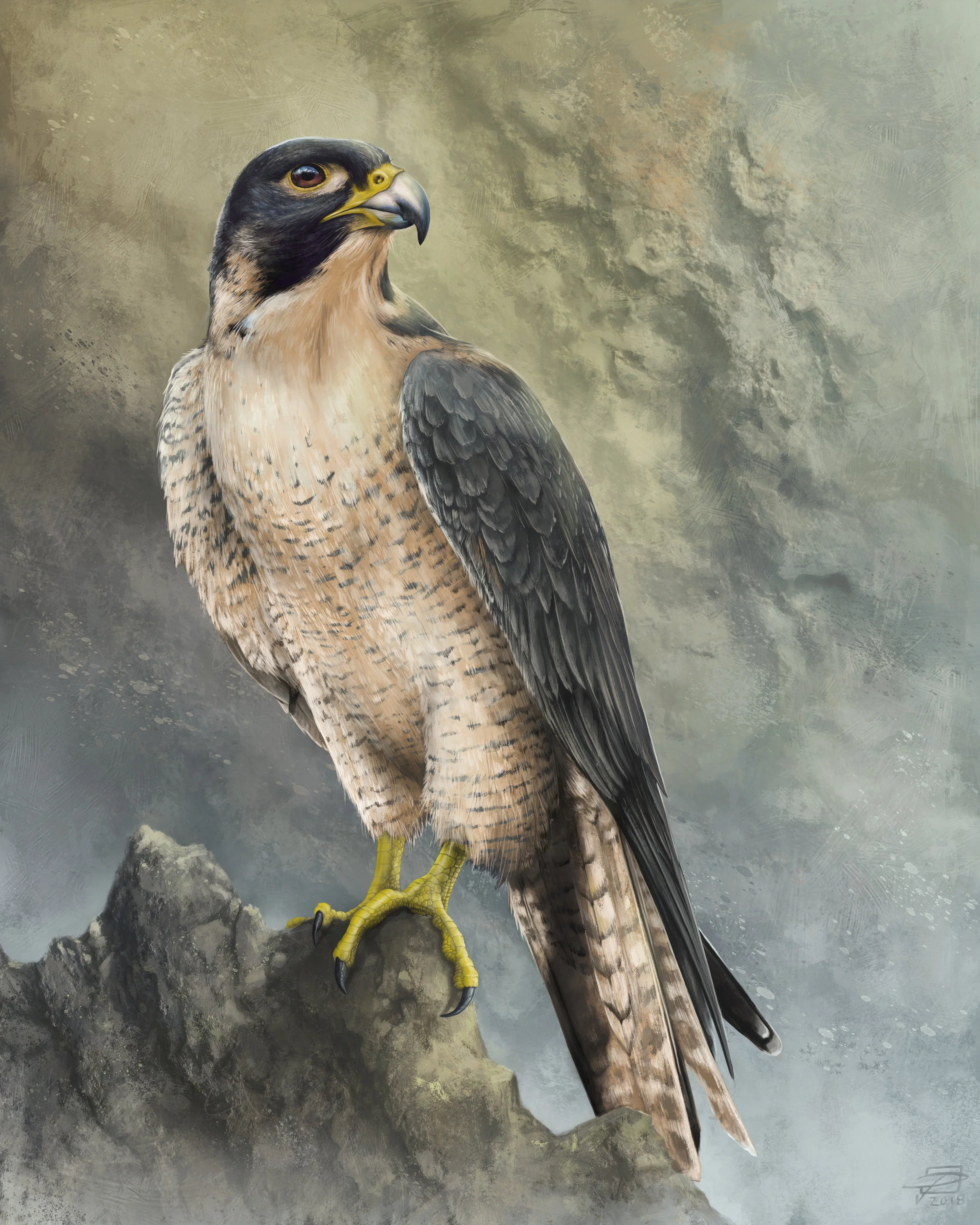 Peregrine Falcon