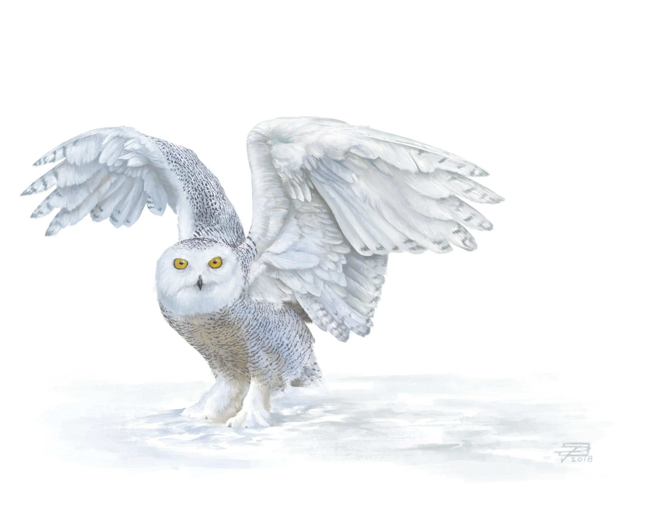 Snowy Owl