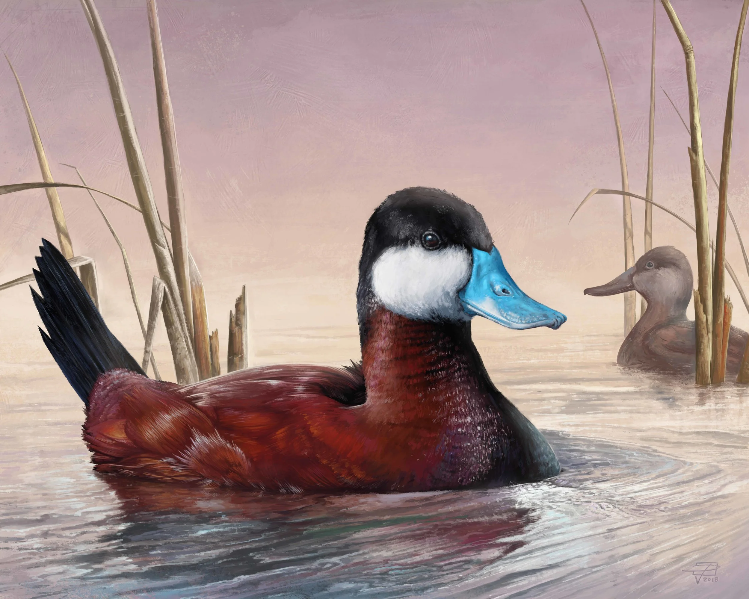 Ruddy Duck