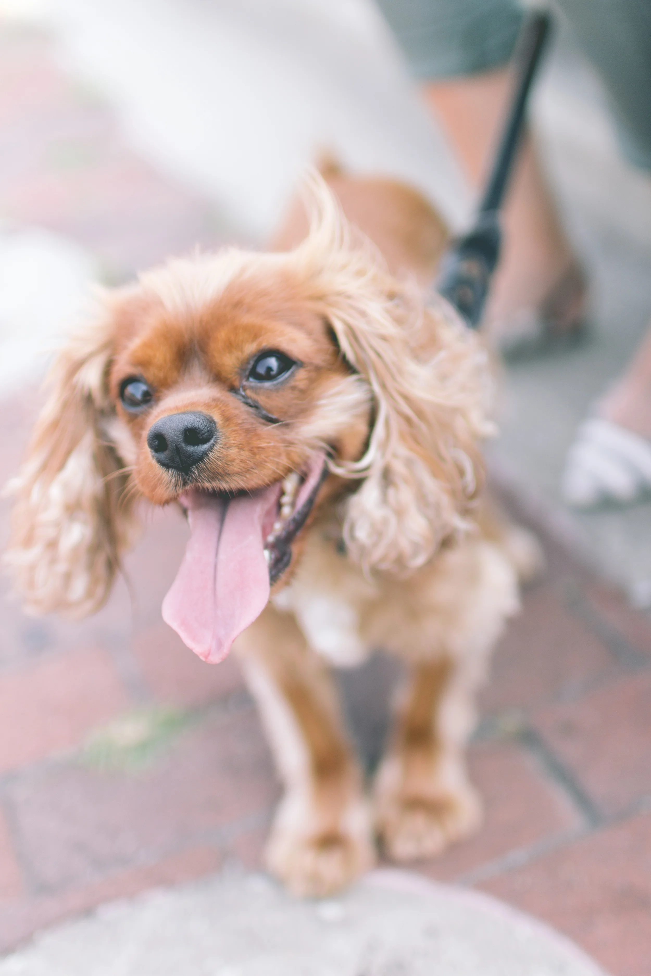 Dog-Engagement-Baltimore.jpg