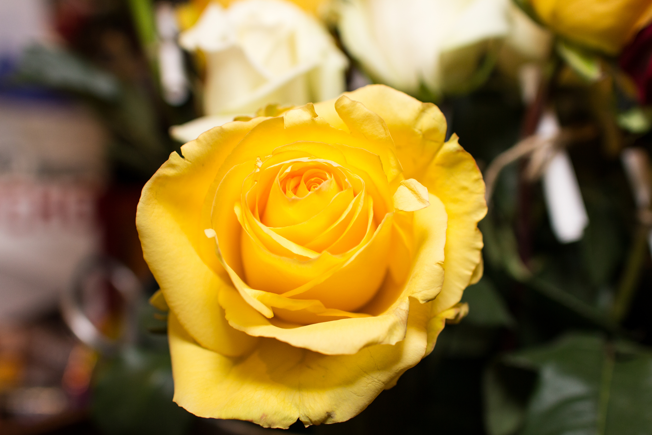 CFF_Annapolis_65_Roses_Charity_Photography-3.jpg