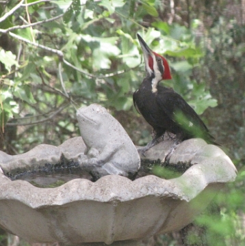 Pileated Woodpecker