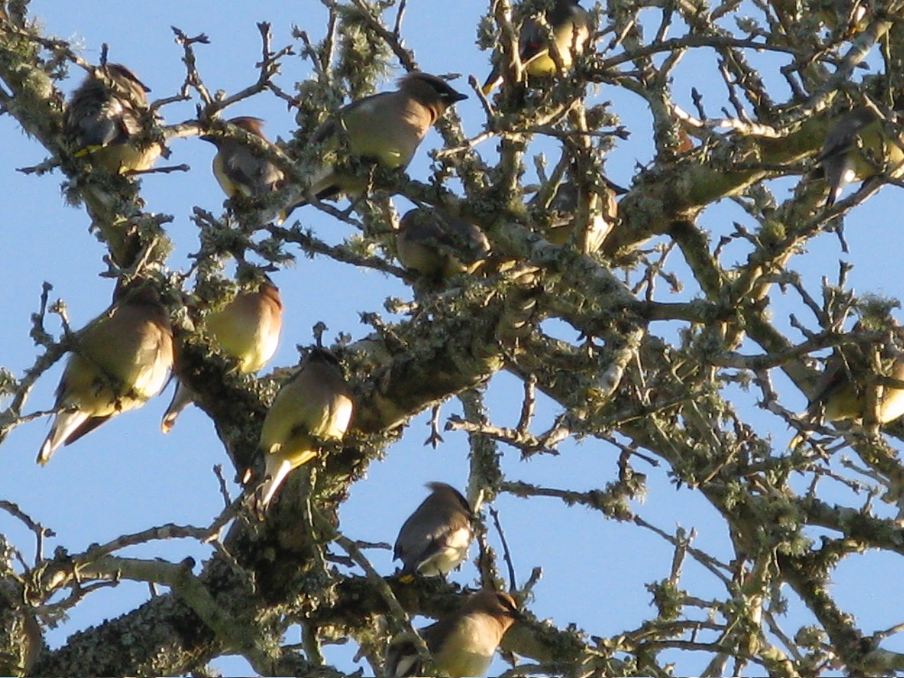 Cedar Waxwings