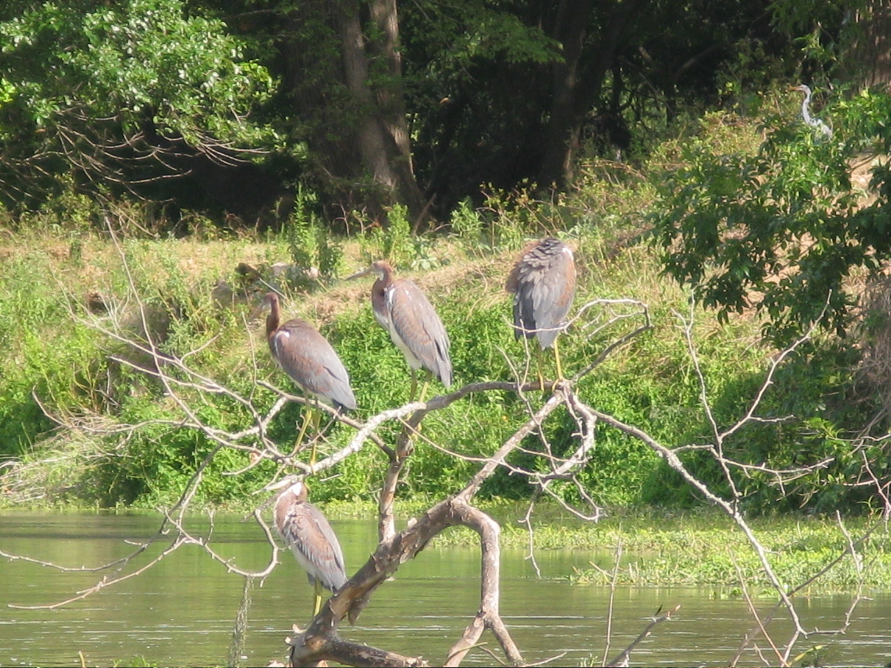 Tri-colored Herons