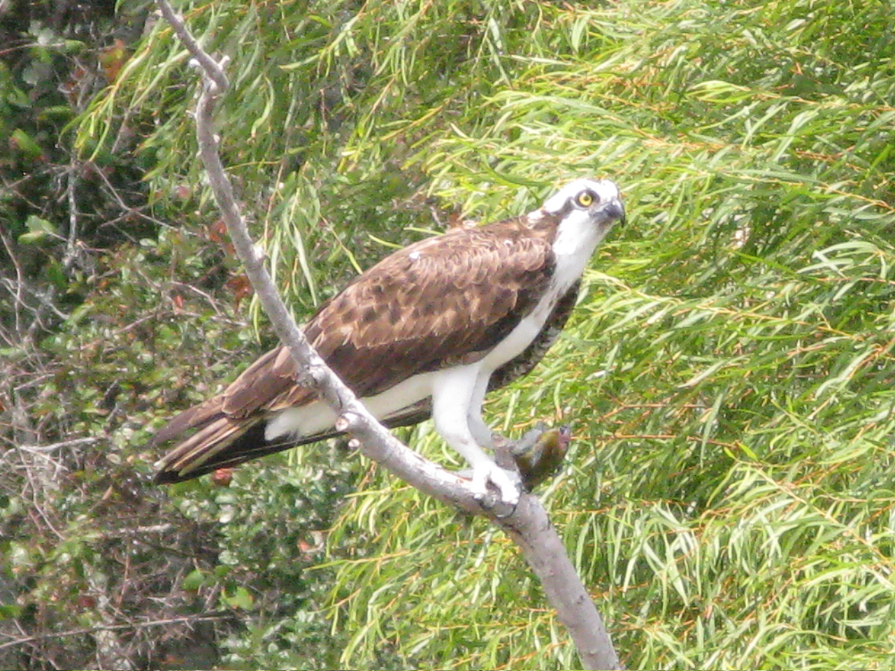 Osprey