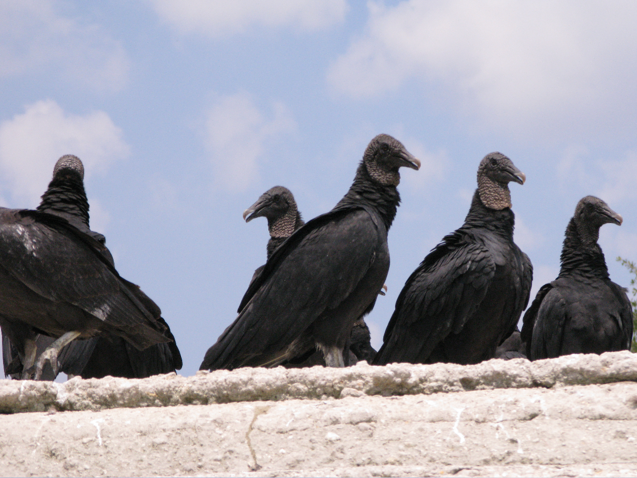 Black Vultures