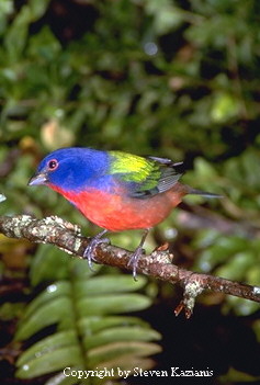 Painted Bunting