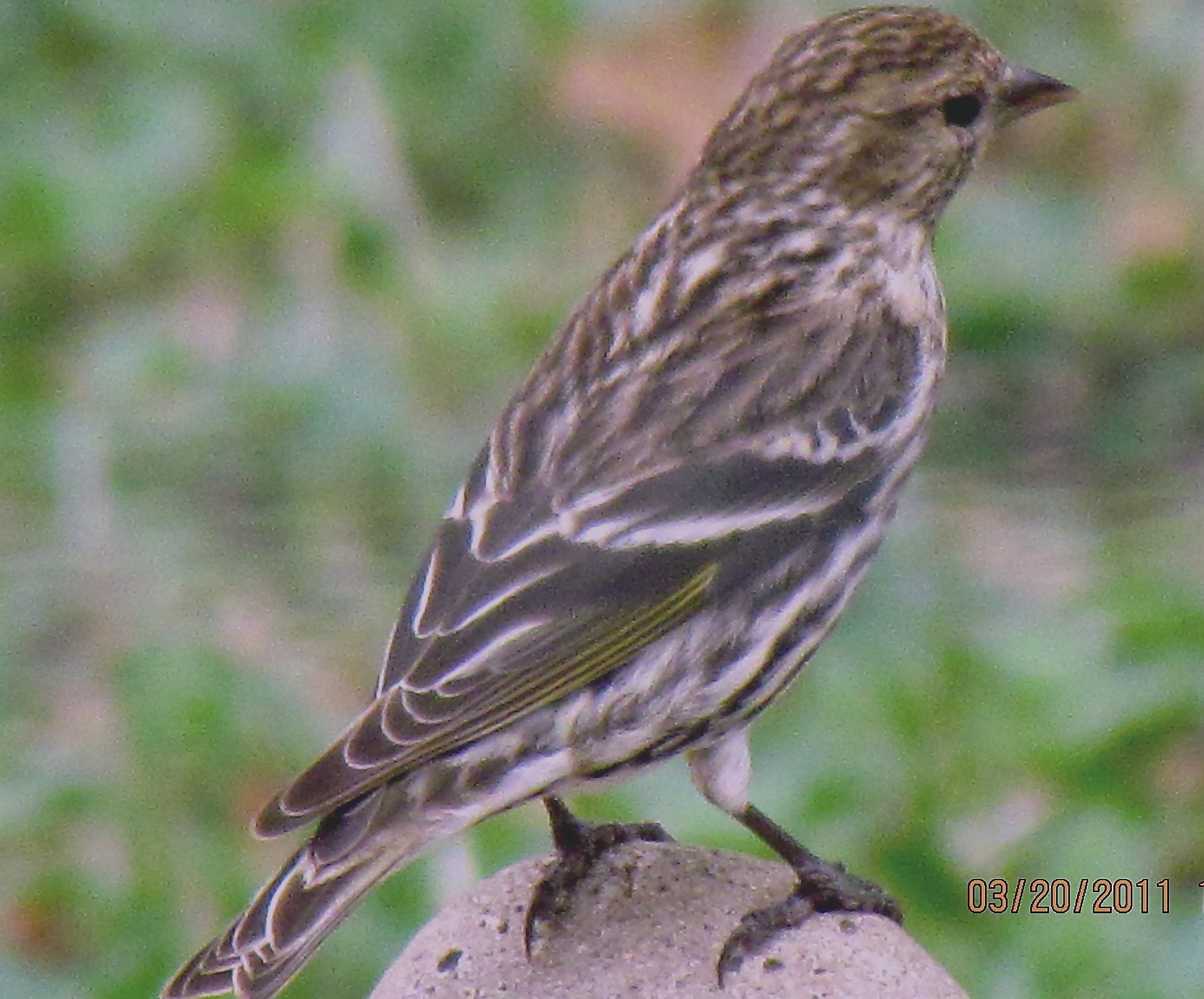 Pine Siskin.JPG