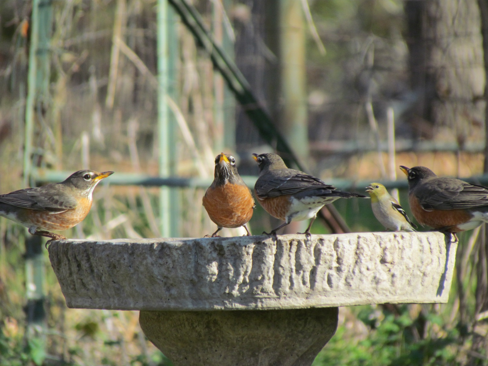 American Robin's.JPG