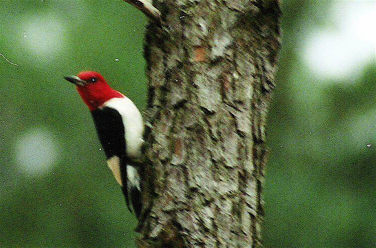 Red-headed Woodpecker