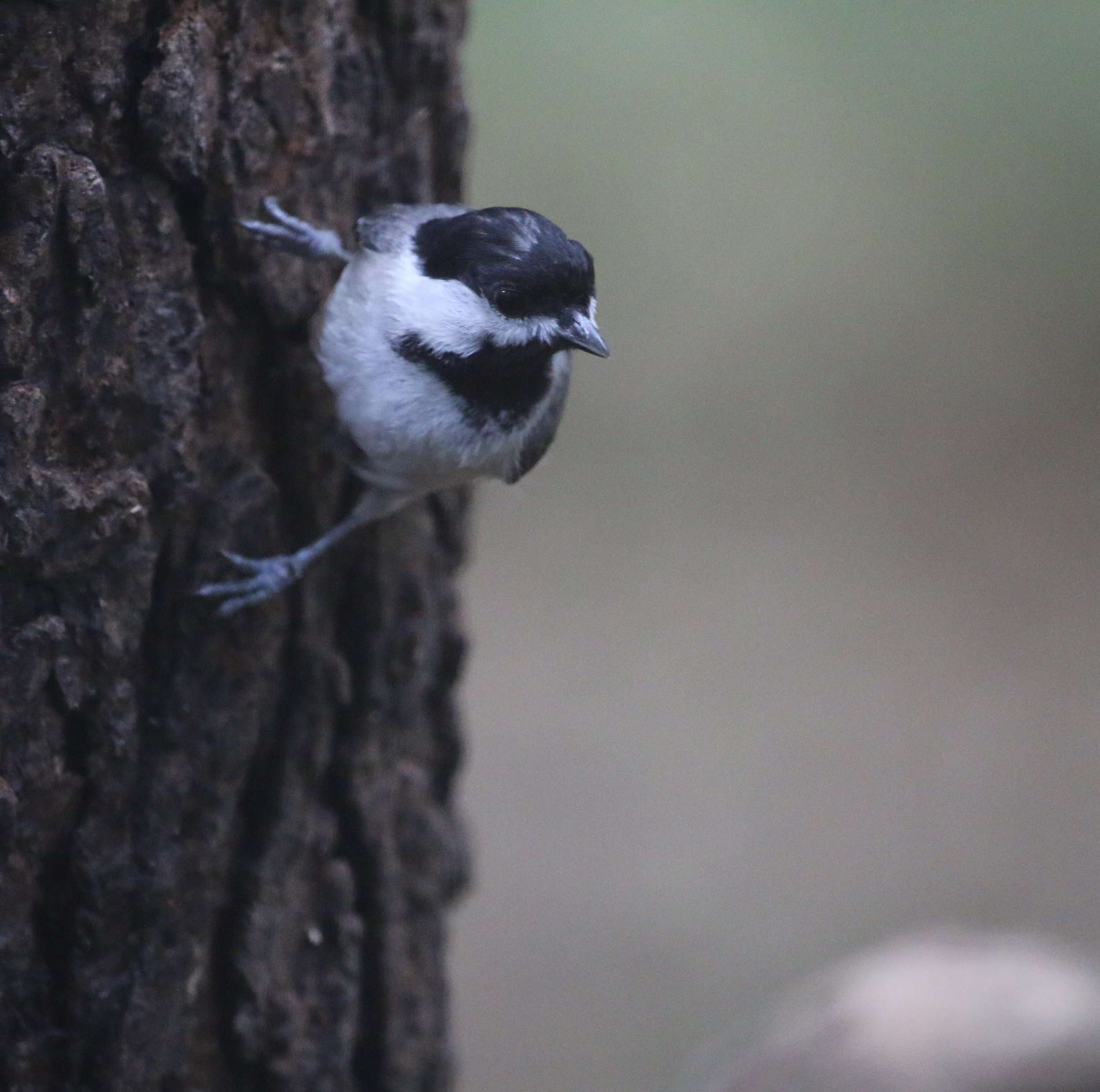 Carolina Chickadee