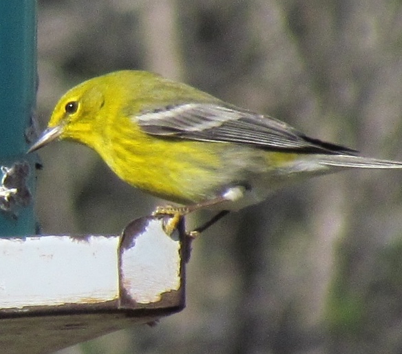 Pine Warbler