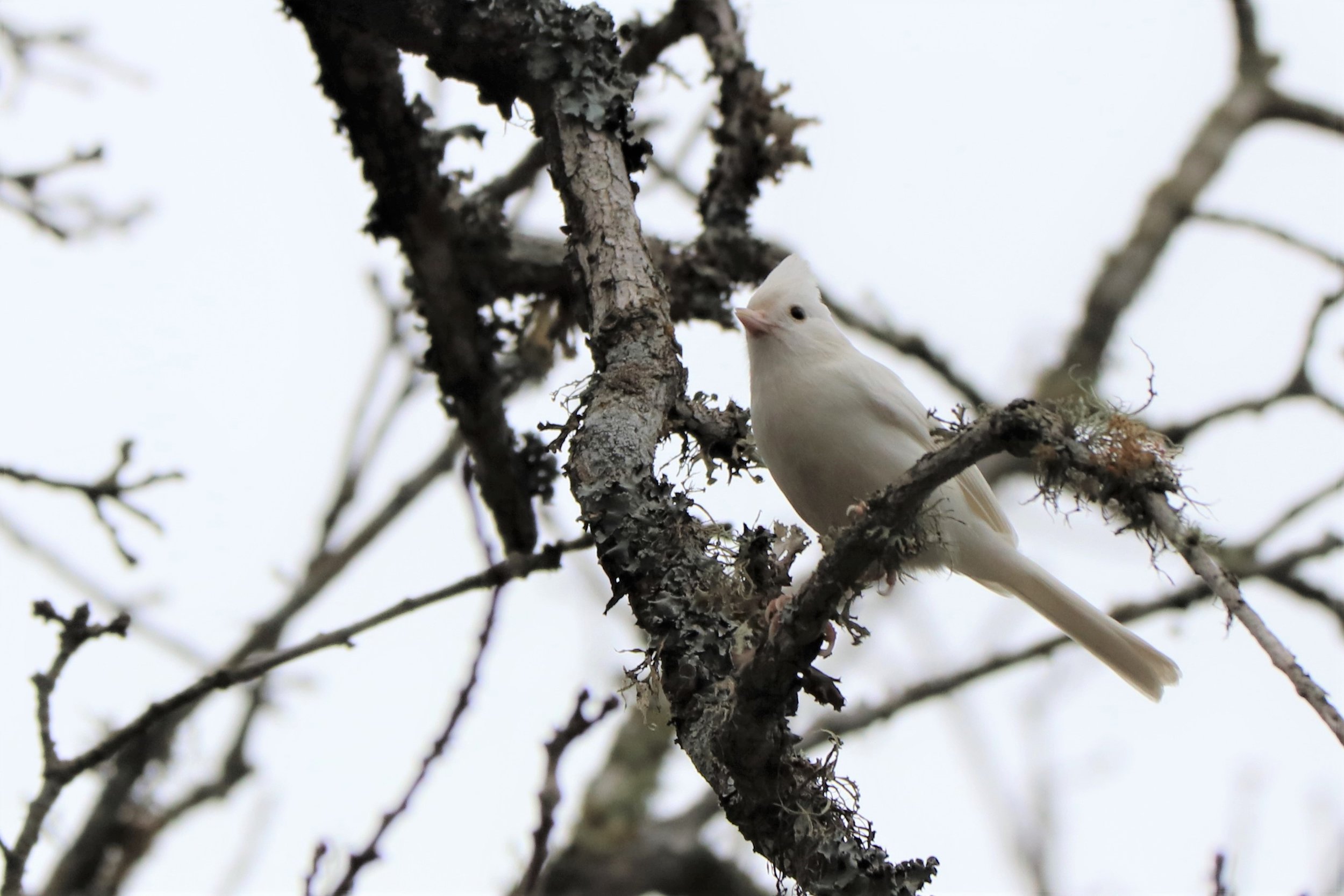 White Tufted Titmouse IMG_5085.JPG