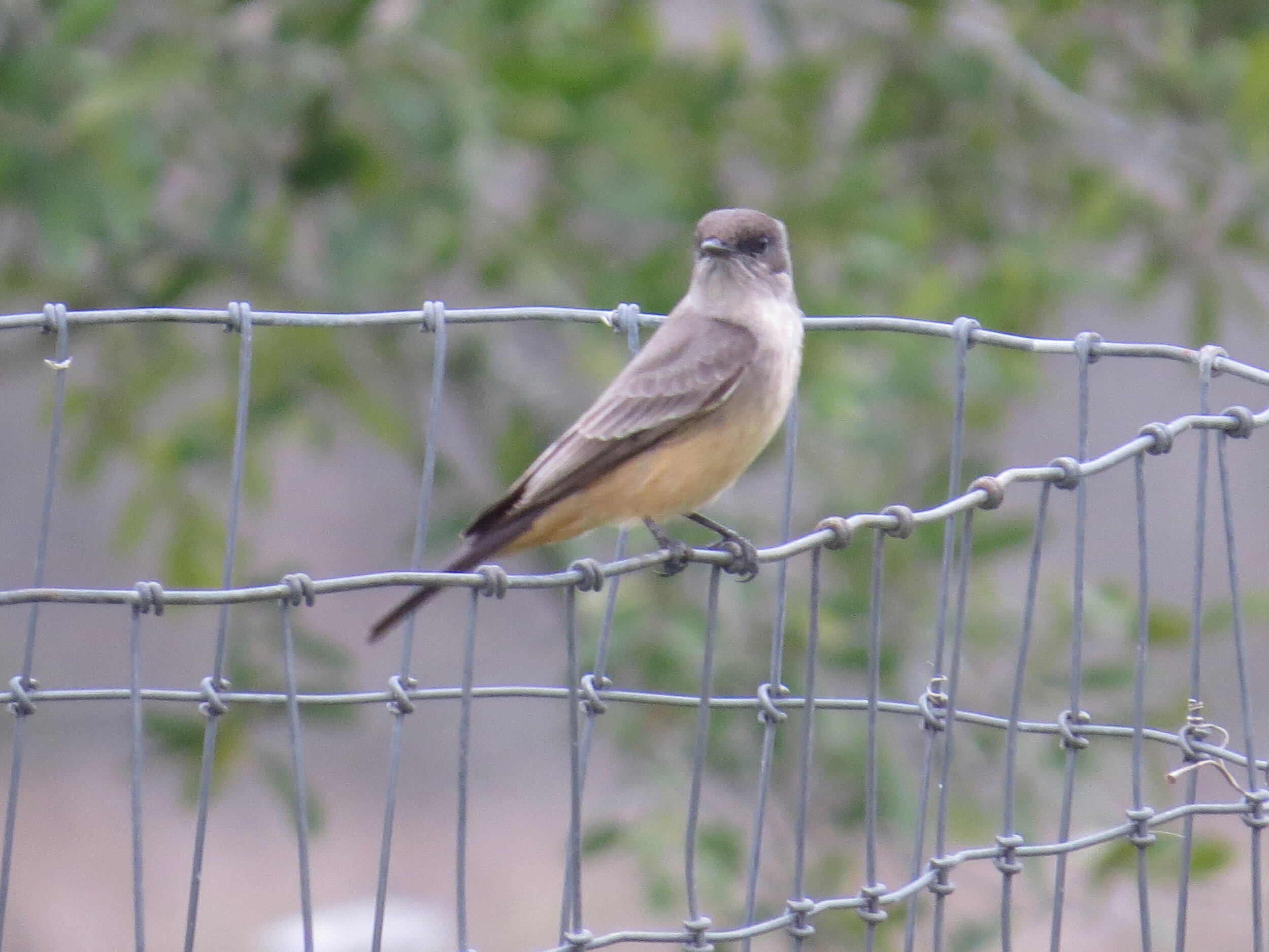 Say's Phoebe