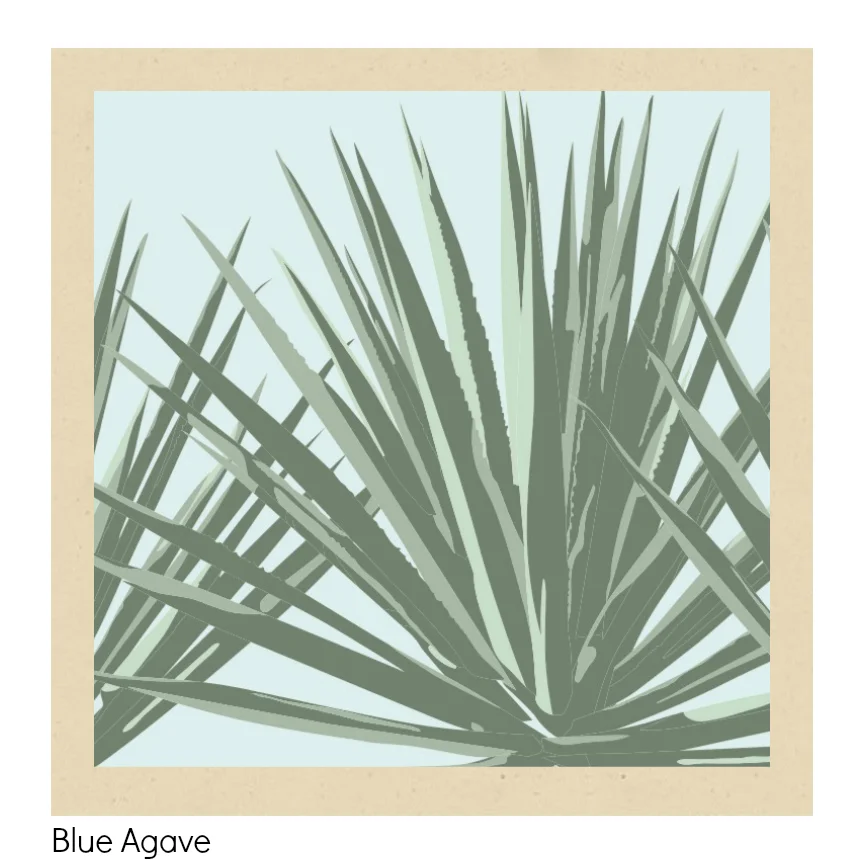 Blue Agave PA.jpg