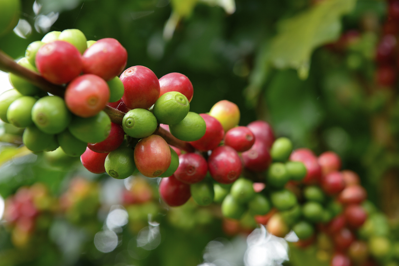 Coffee