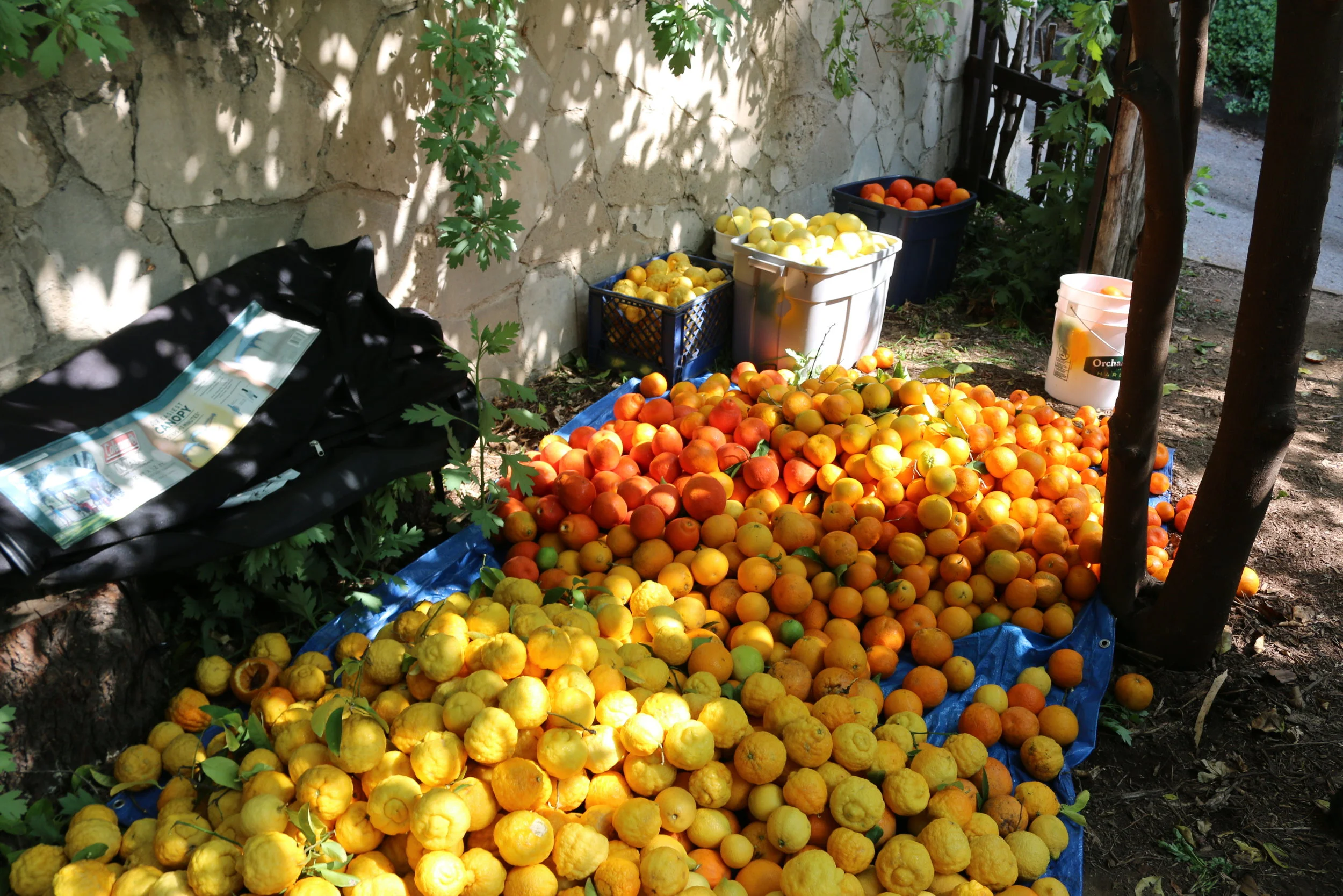 Citrus-A-Go-Go! February Pick-n-Kitchen