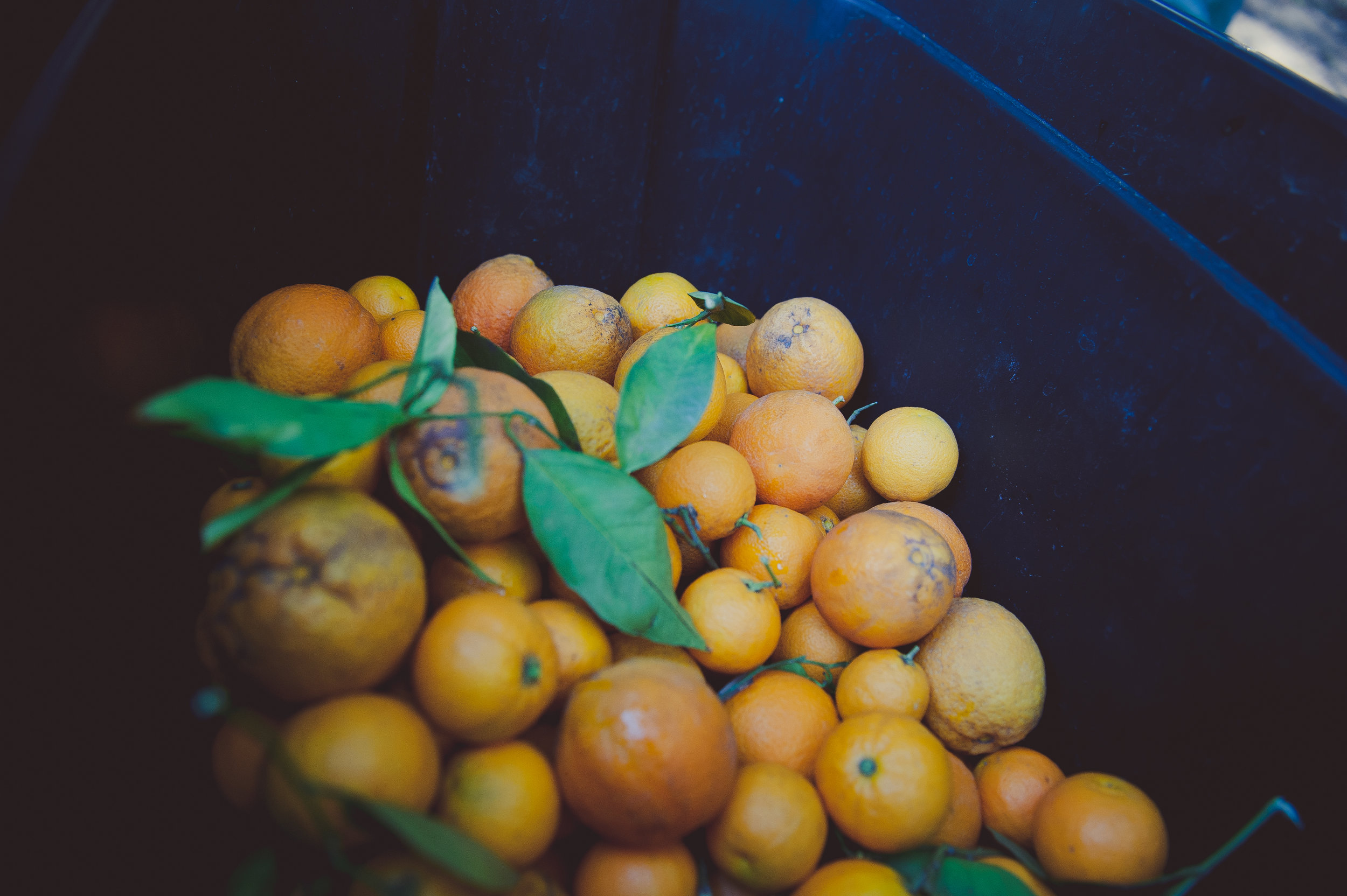 The Orange & The Green Valencia Pick