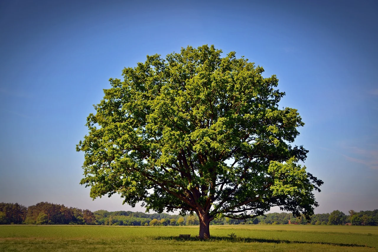 Evening Farmers' Circle: Hollywood Tree Ecology