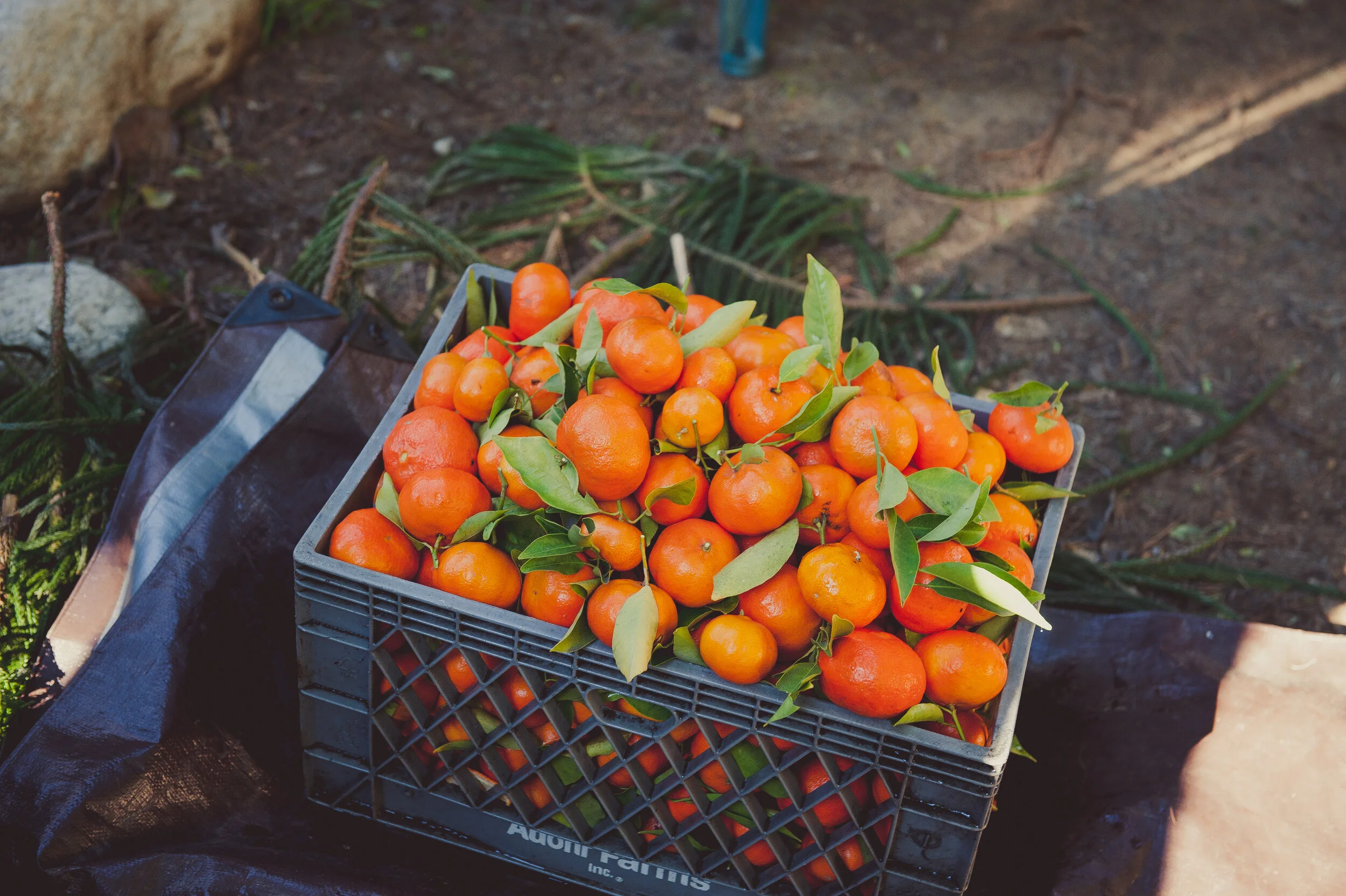 Citrus Quick Pick