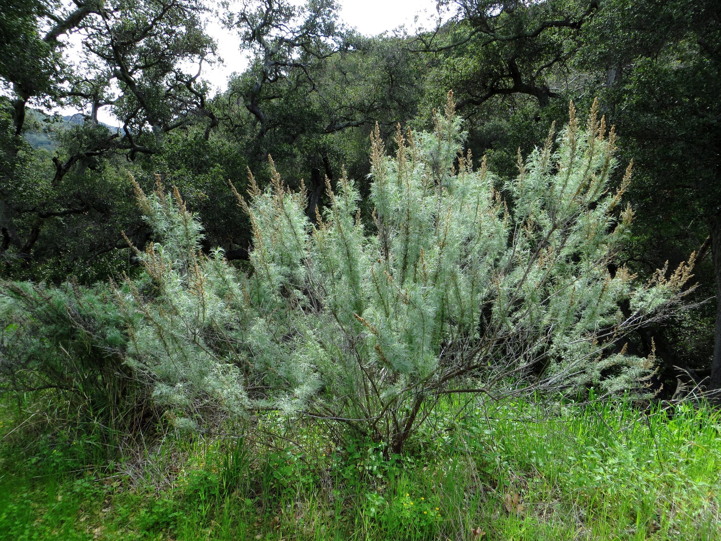 POSTPONED Farmers' Circle: Native Plant Propagation Workshop