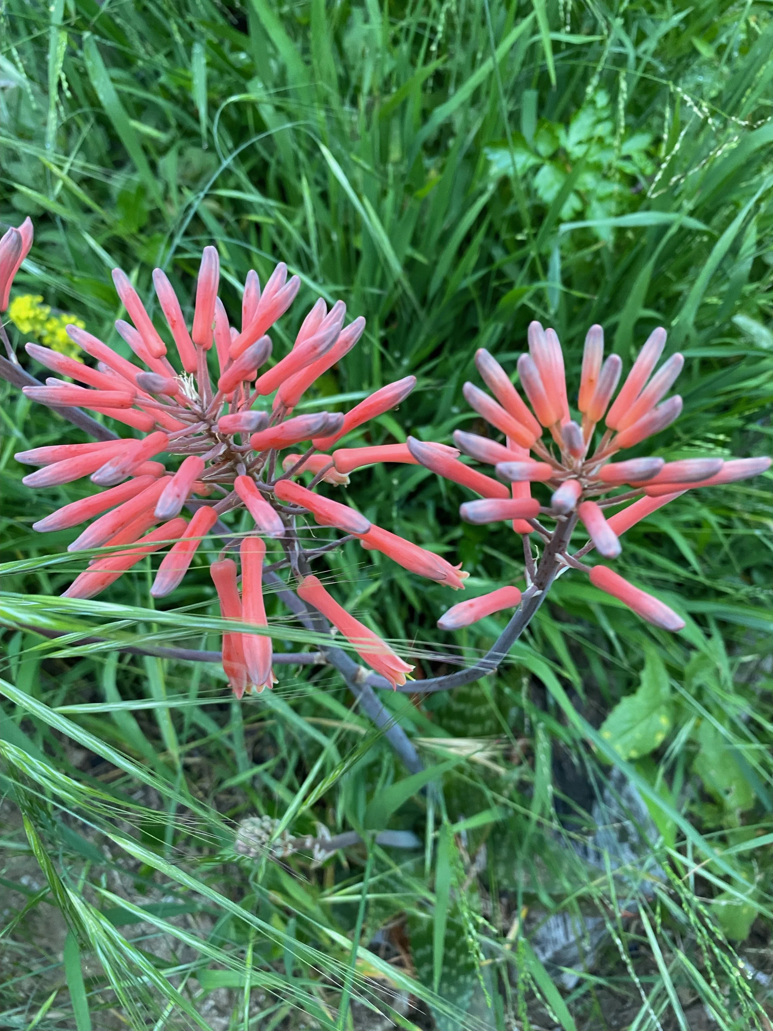 Chop and Drop Work Day