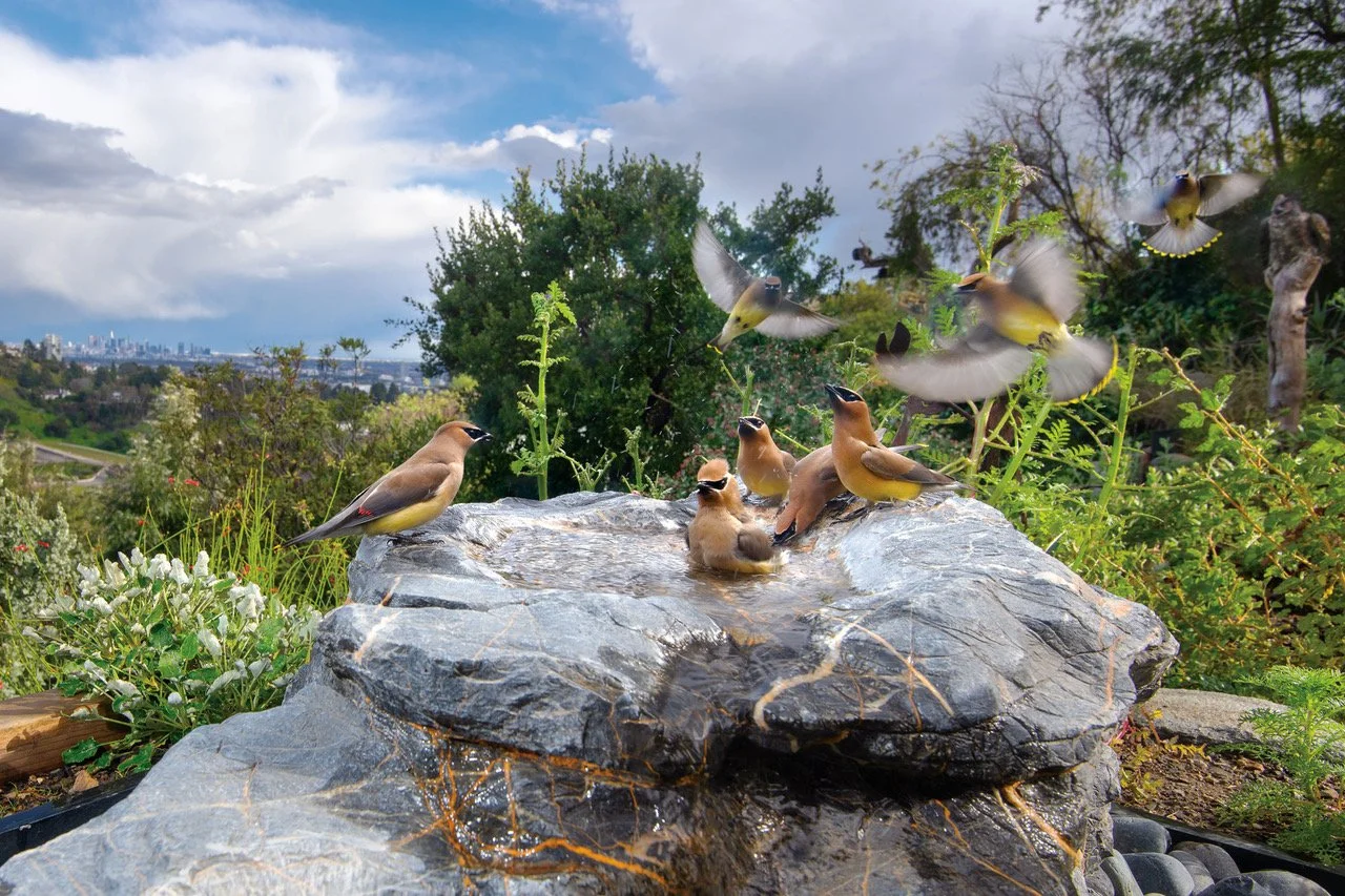 Wild Wings: An Intimate Wildlife Journey with Scott Logan