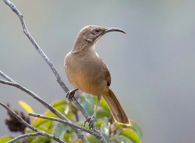 Lake Hollywood Bird Walk