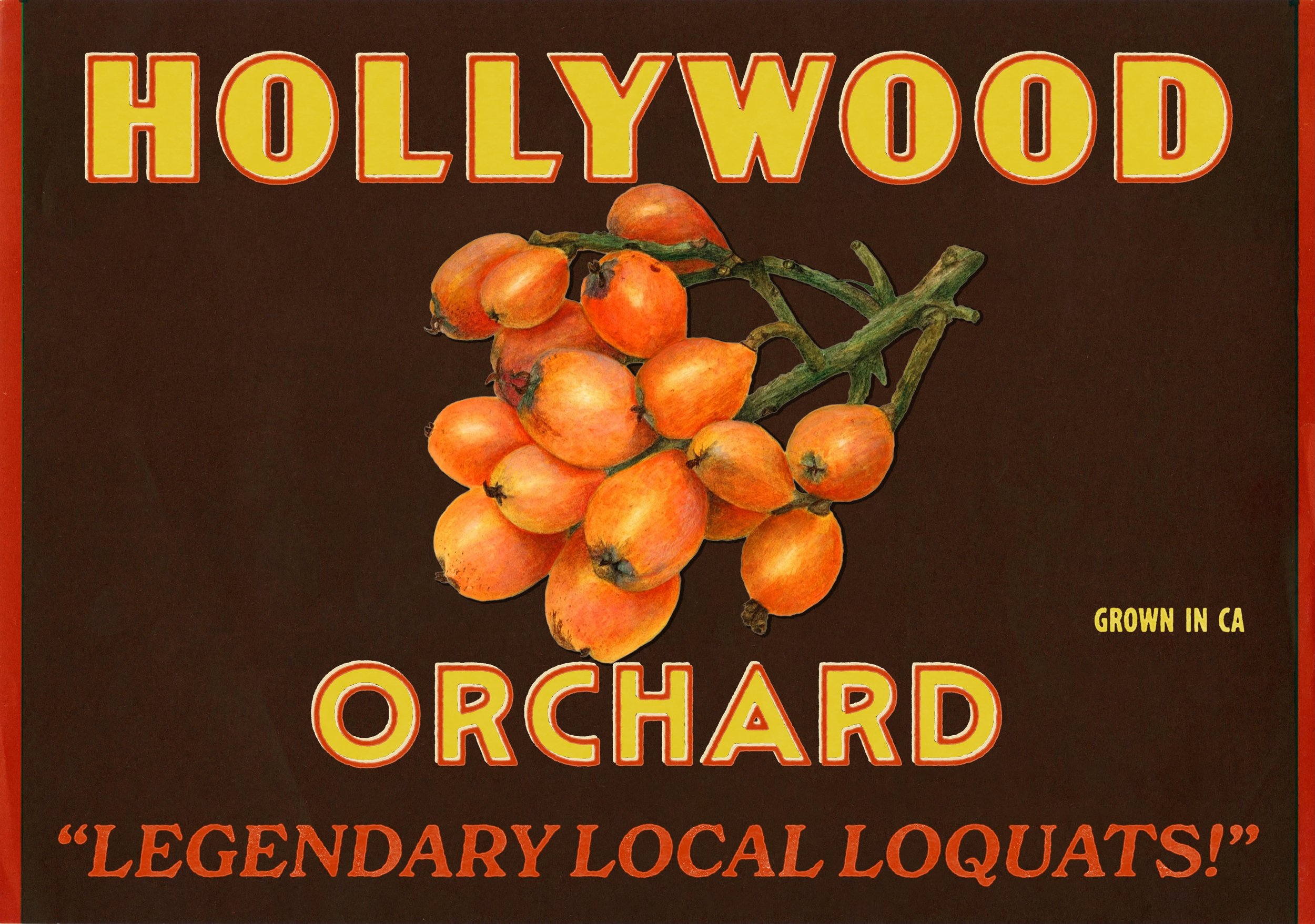 🍊 Legendary Loquat Harvest at Hollywood Orchard