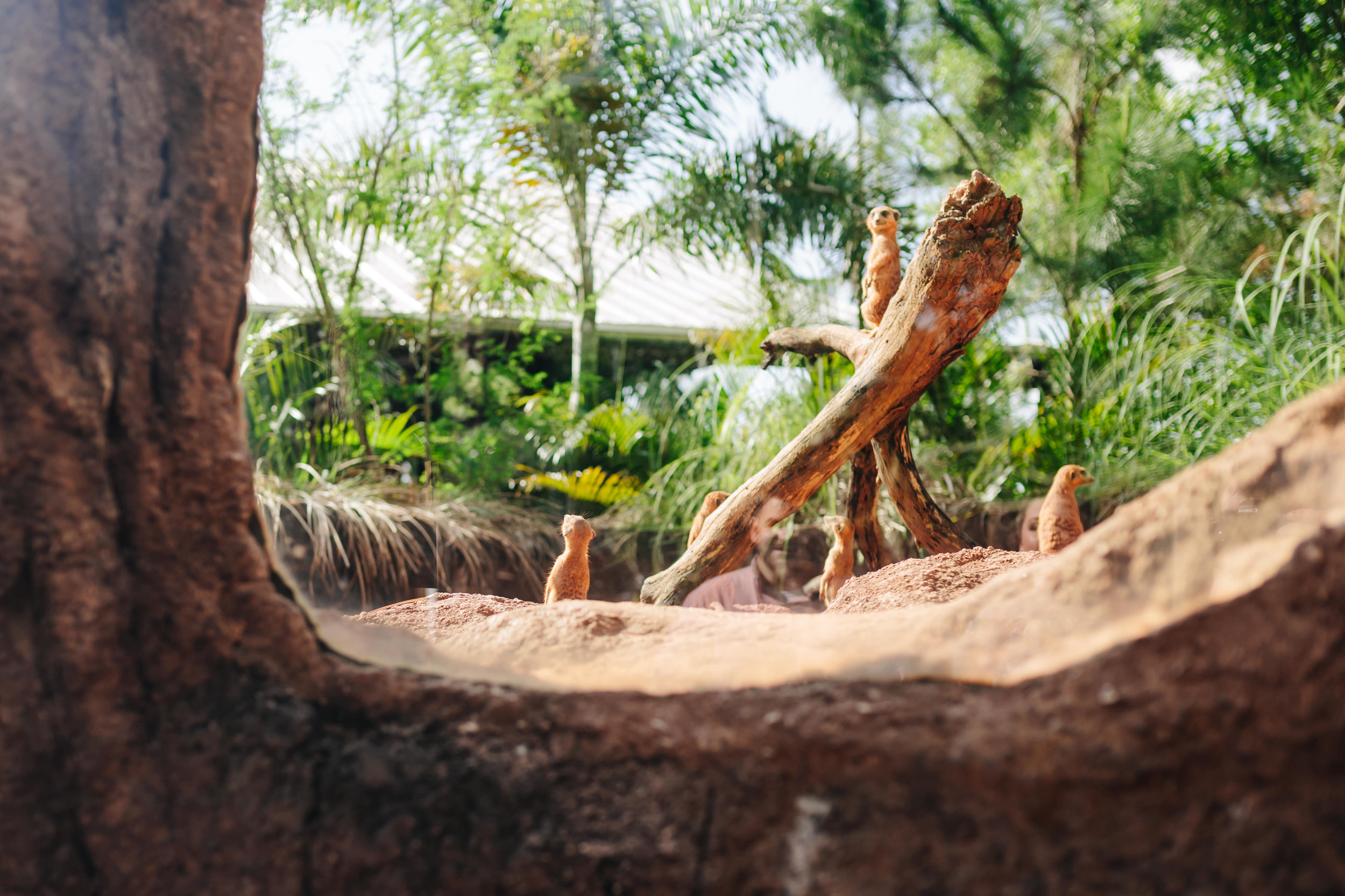 2018.05.01 Ashleigh and Nathan Brevard Zoo Engagement Session-7.jpg