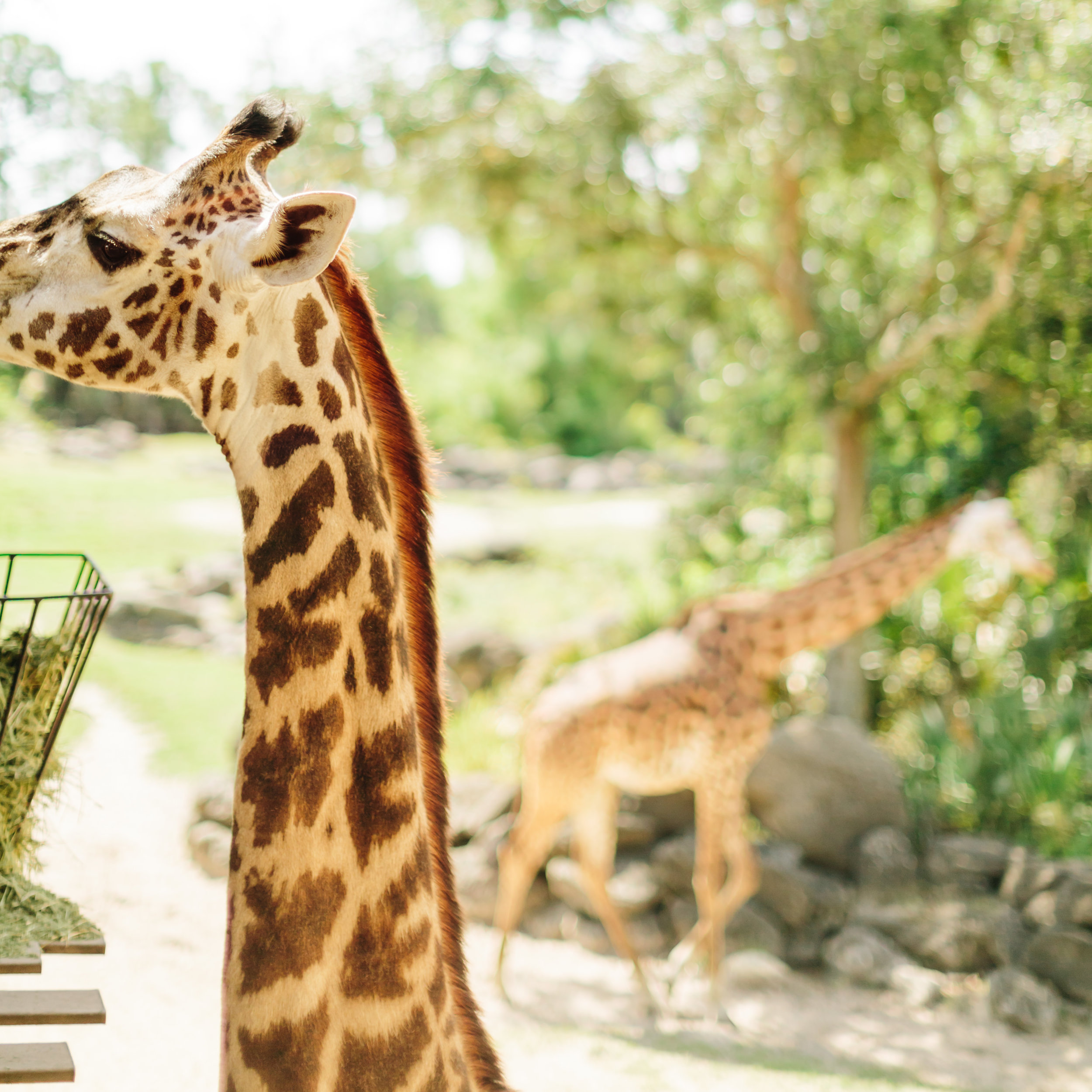 2018.05.01 Ashleigh and Nathan Brevard Zoo Engagement Session-143.jpg