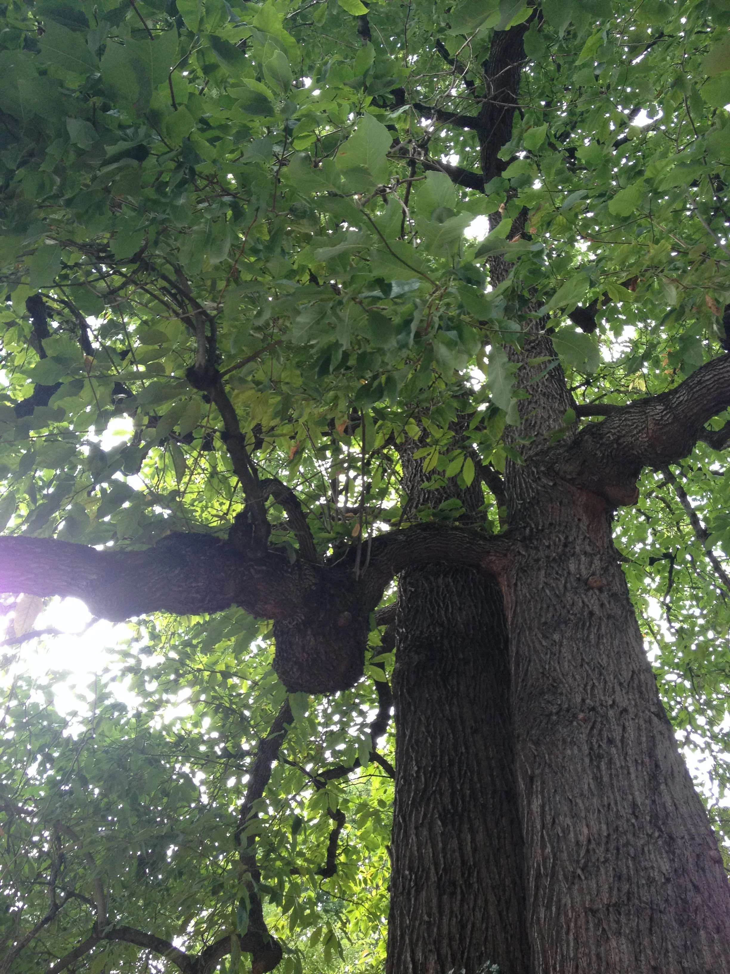 Story Walks, Couch tree.jpg