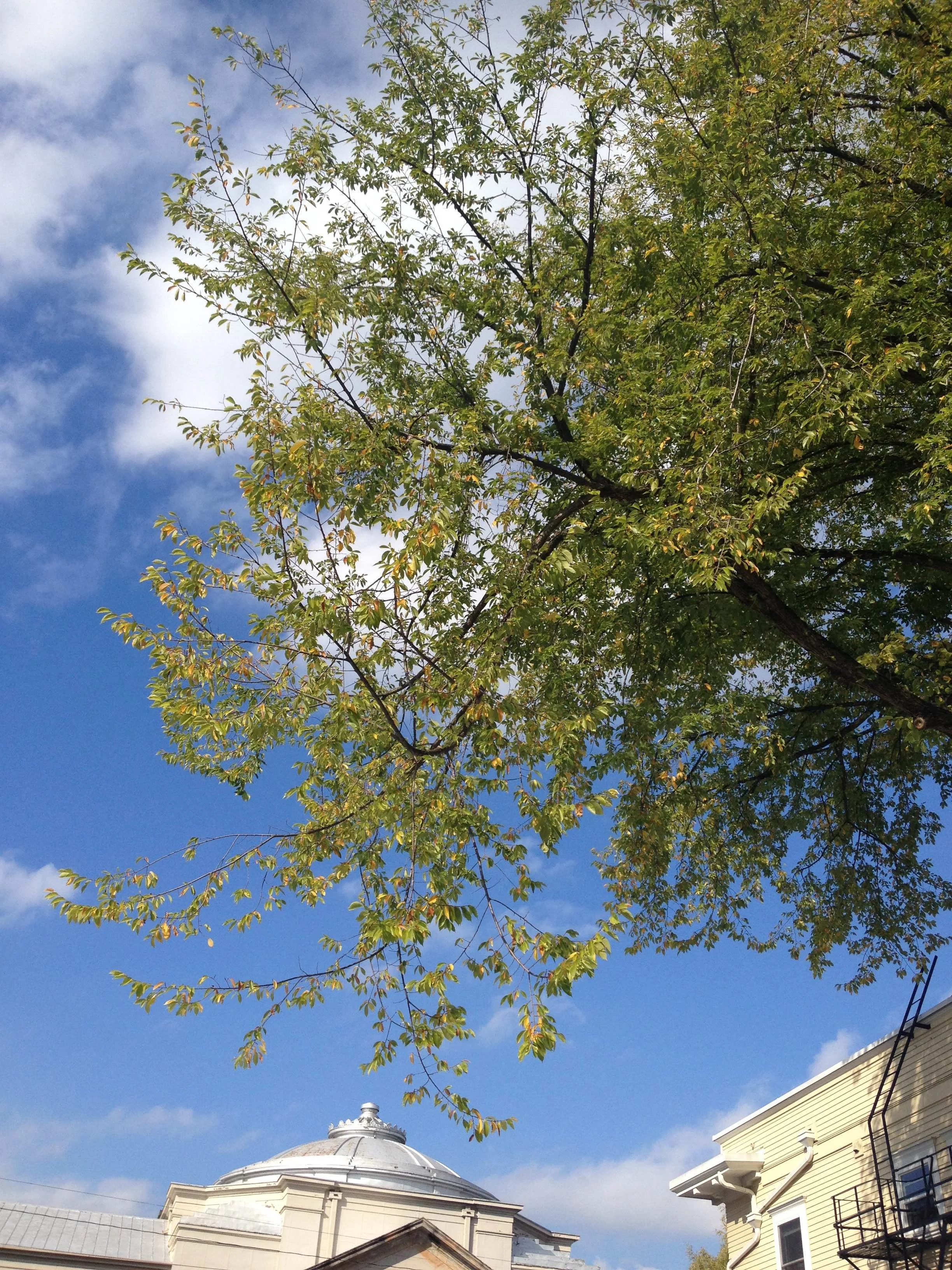 Story Walks, sky view.jpg