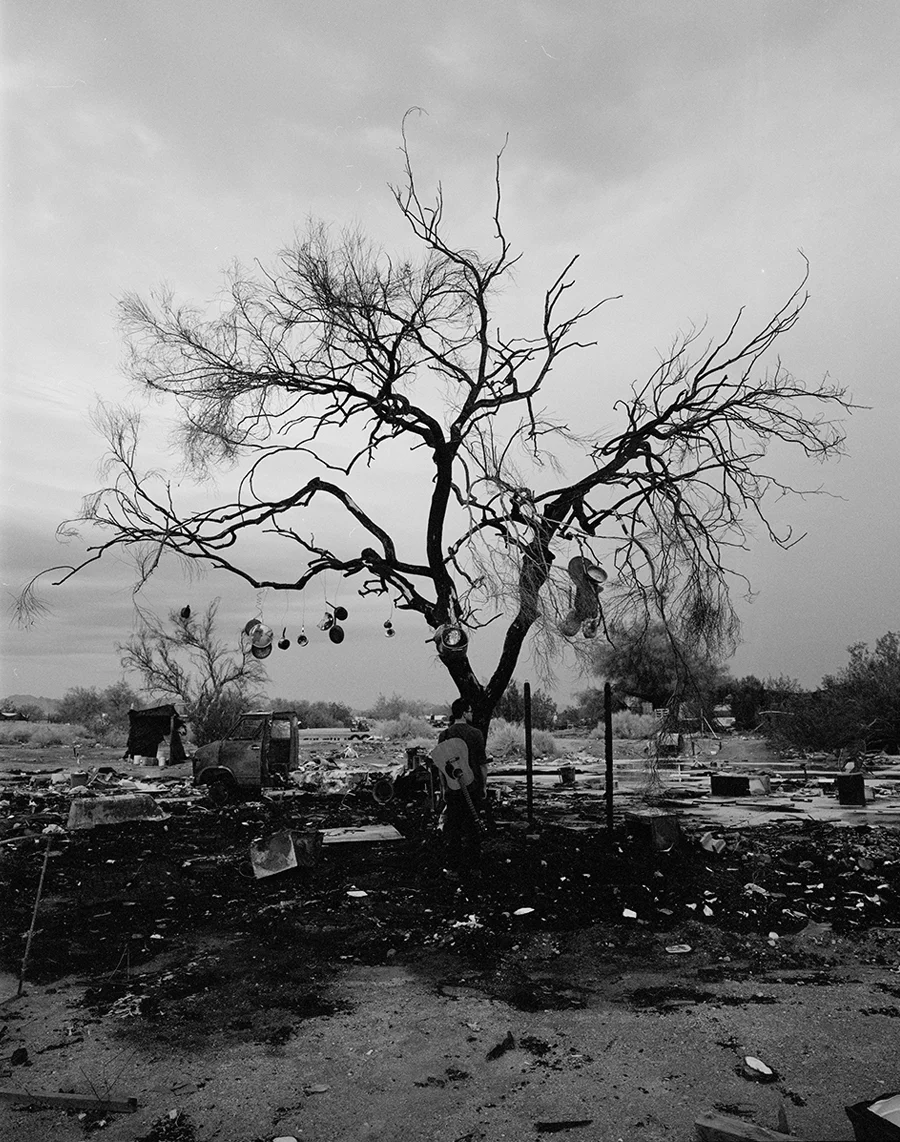 Tree.jpg