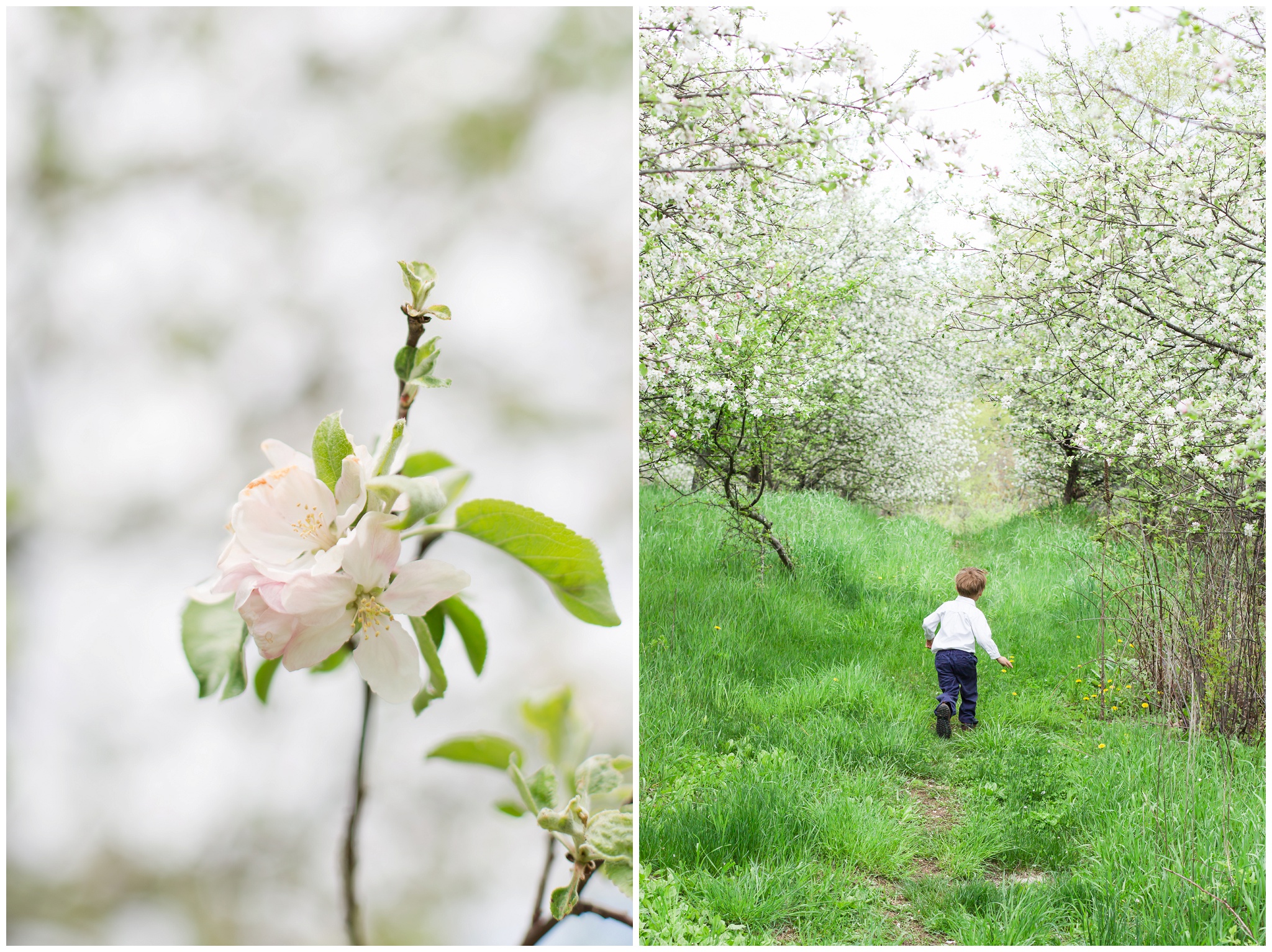 Seacoast New Hampshire Wedding Photographer | Apple Blossoms | Epping, NH 