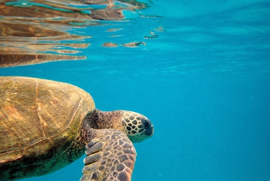  Swimming with the sea turtles and a GoPro underwater camera.