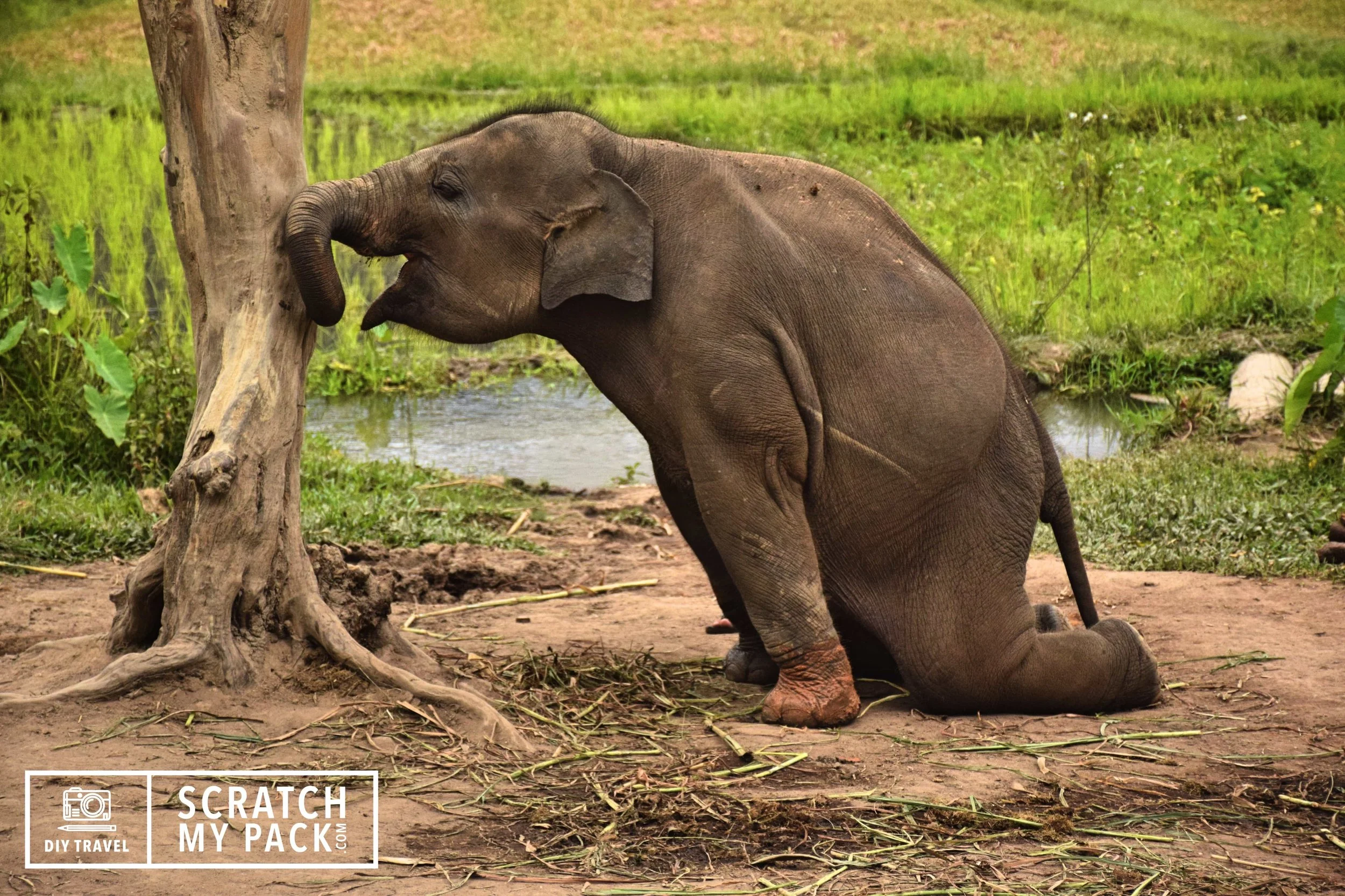 A baby 2 year old elephant at an elephant sanctuary, Chaing Mai