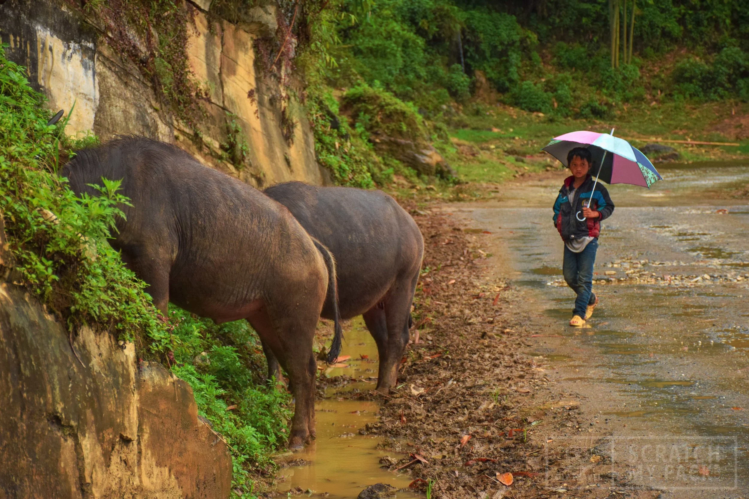 A little boy walking his oxen during the rainy season in northern Sapa, Vietnam.