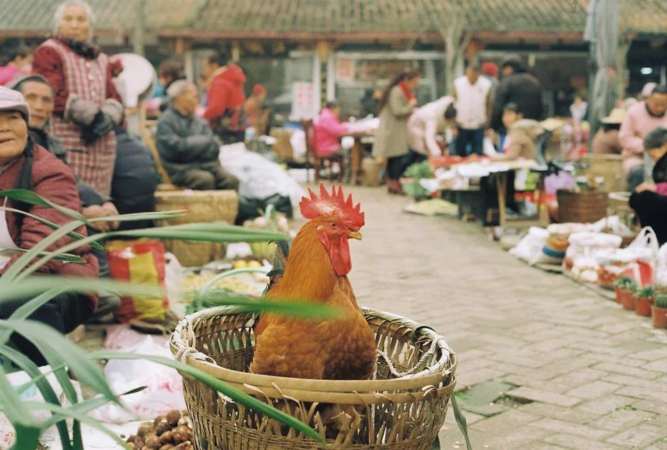 chengdu8.jpg