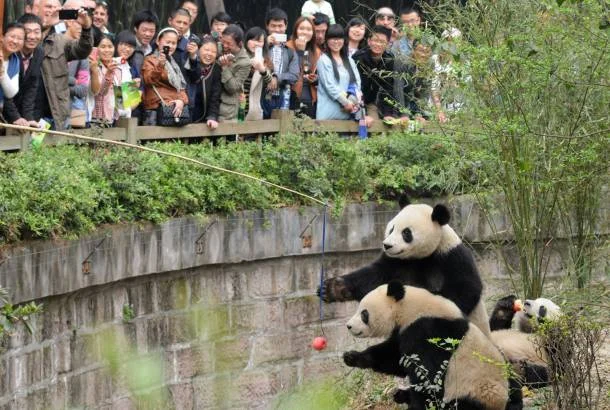 Most people who come to Chengdu want to see the Pandas. As such, the Panda Base has a reputation, particularly during the weekends and holidays, for being intolerably busy. I recommend going on a weekday and early, as in, 7am-8am early. This isn’t just to beat the crowds. In the early morning the Pandas are at their most active, playing and fighting over food. As the day draws on and the temperatures rise they are pretty inactive, sleeping or lying on their backs, chewing bamboo. Entry is cheap at around 10 Yuan.