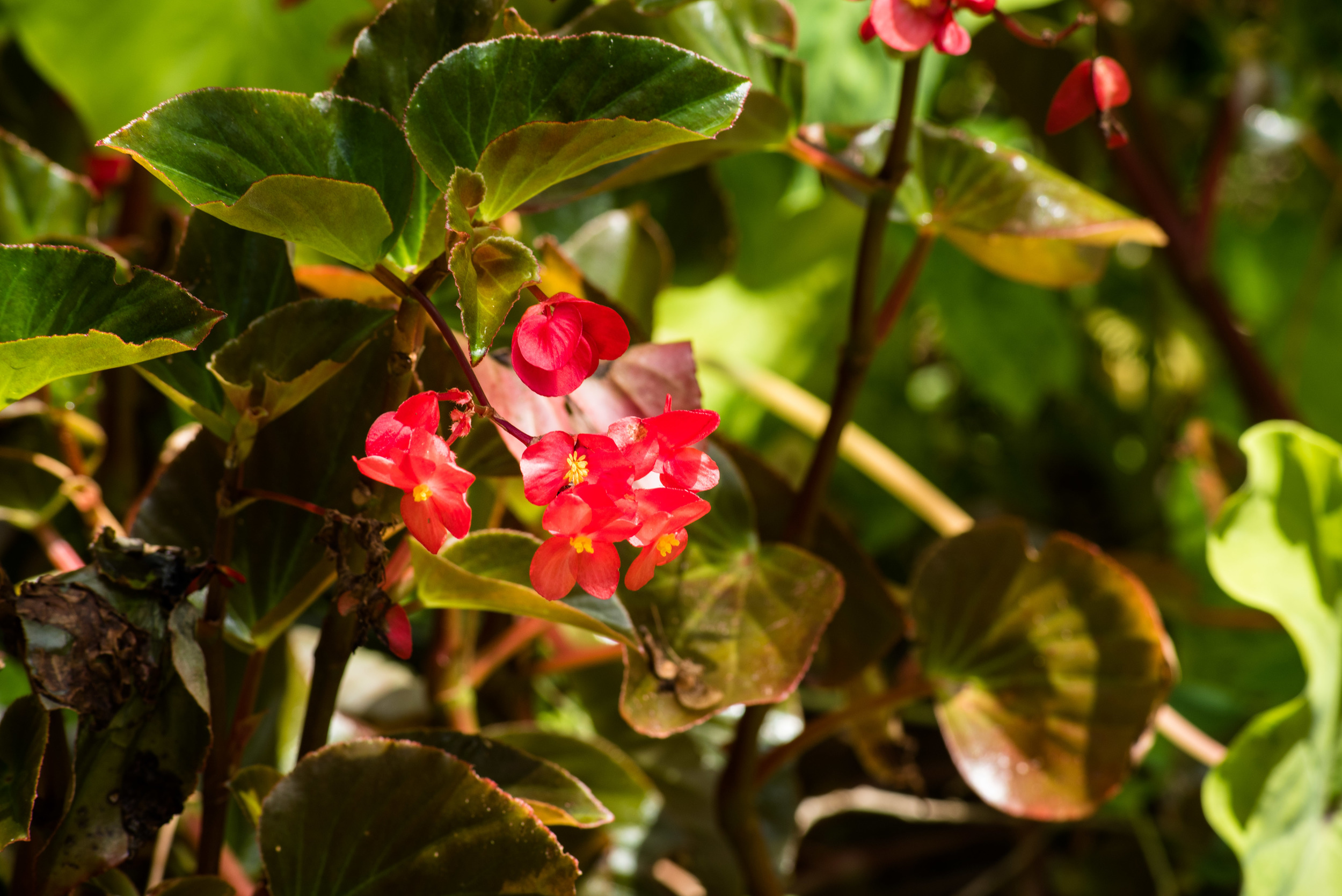brookgreen garden myrtle beach-12.jpg