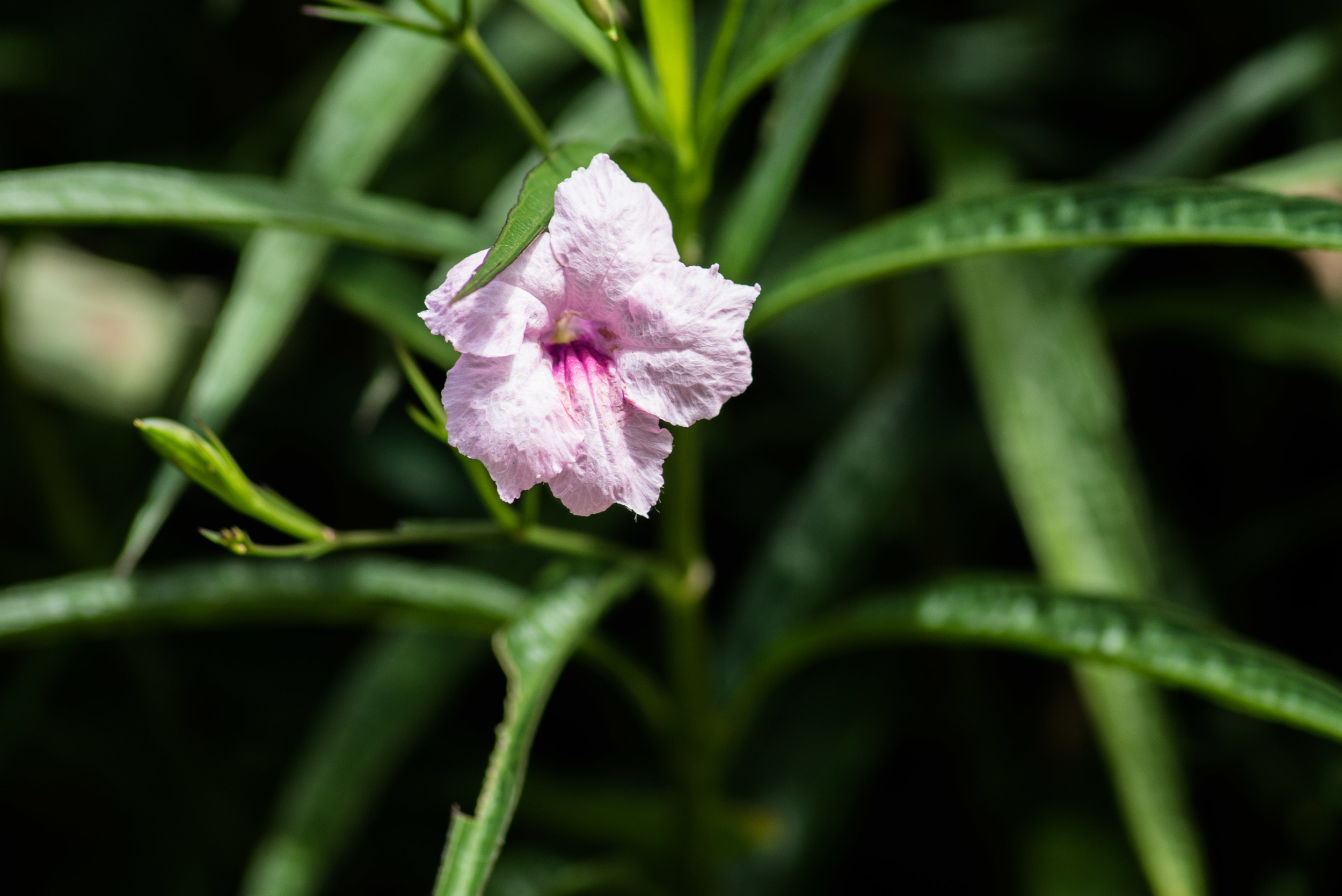 brookgreen garden myrtle beach-19.jpg
