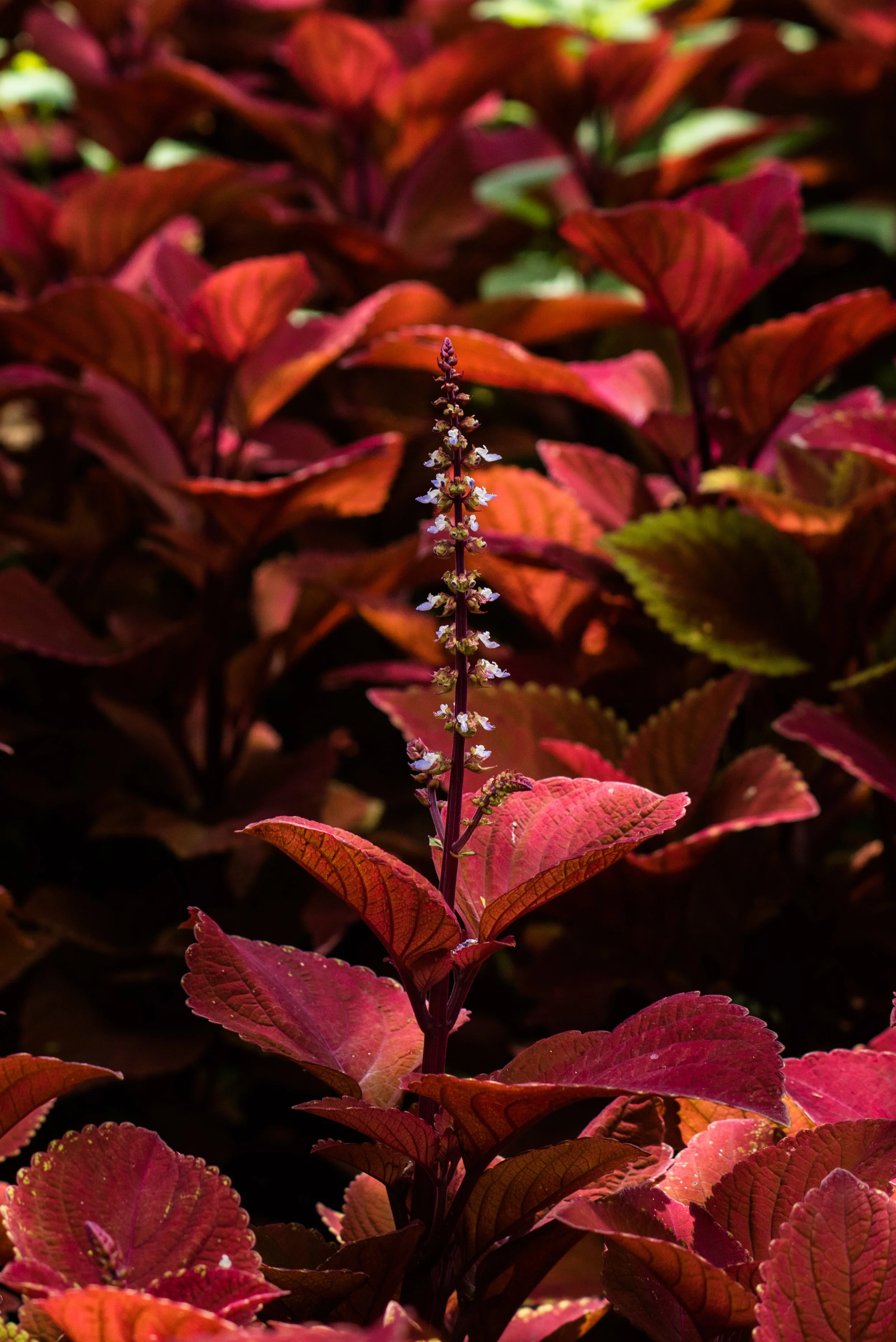 brookgreen garden myrtle beach-40.jpg