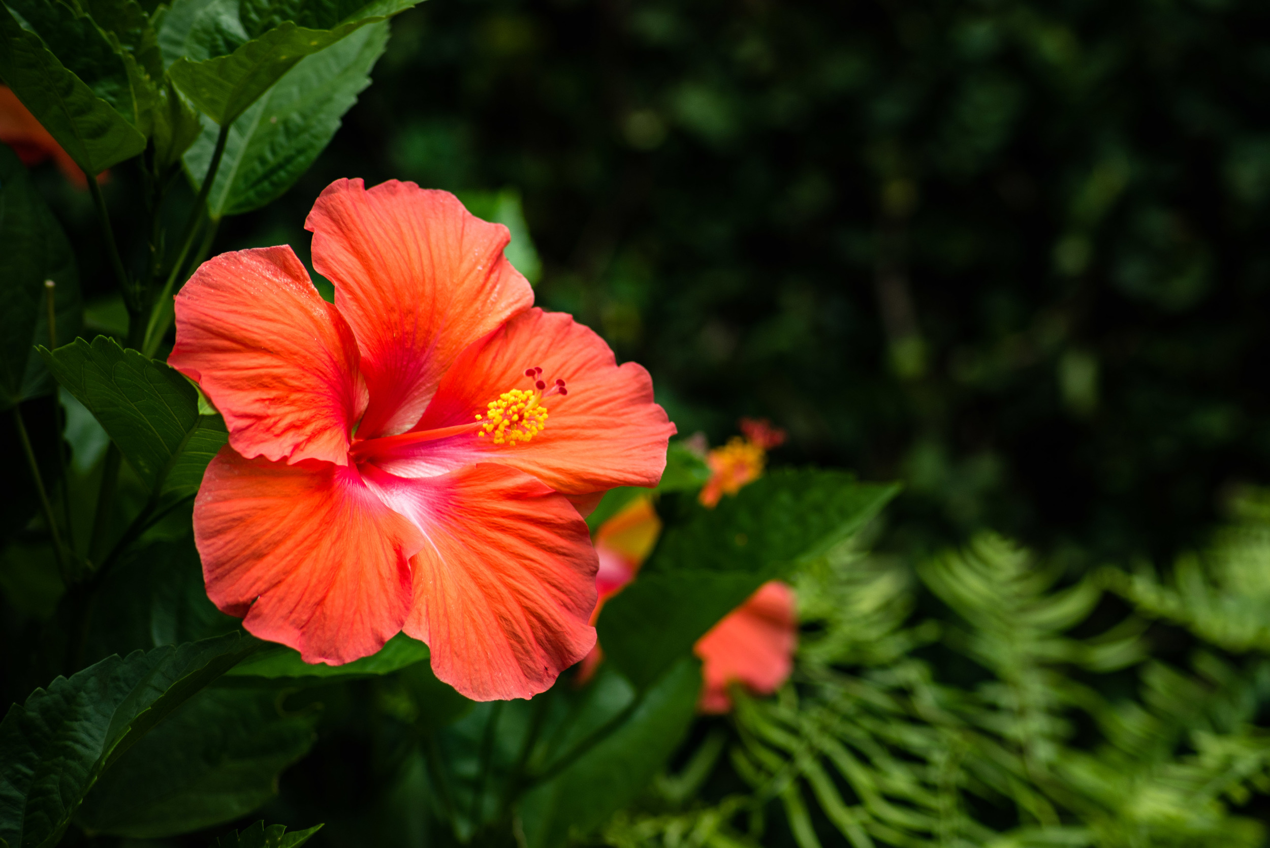 brookgreen garden myrtle beach-46.jpg