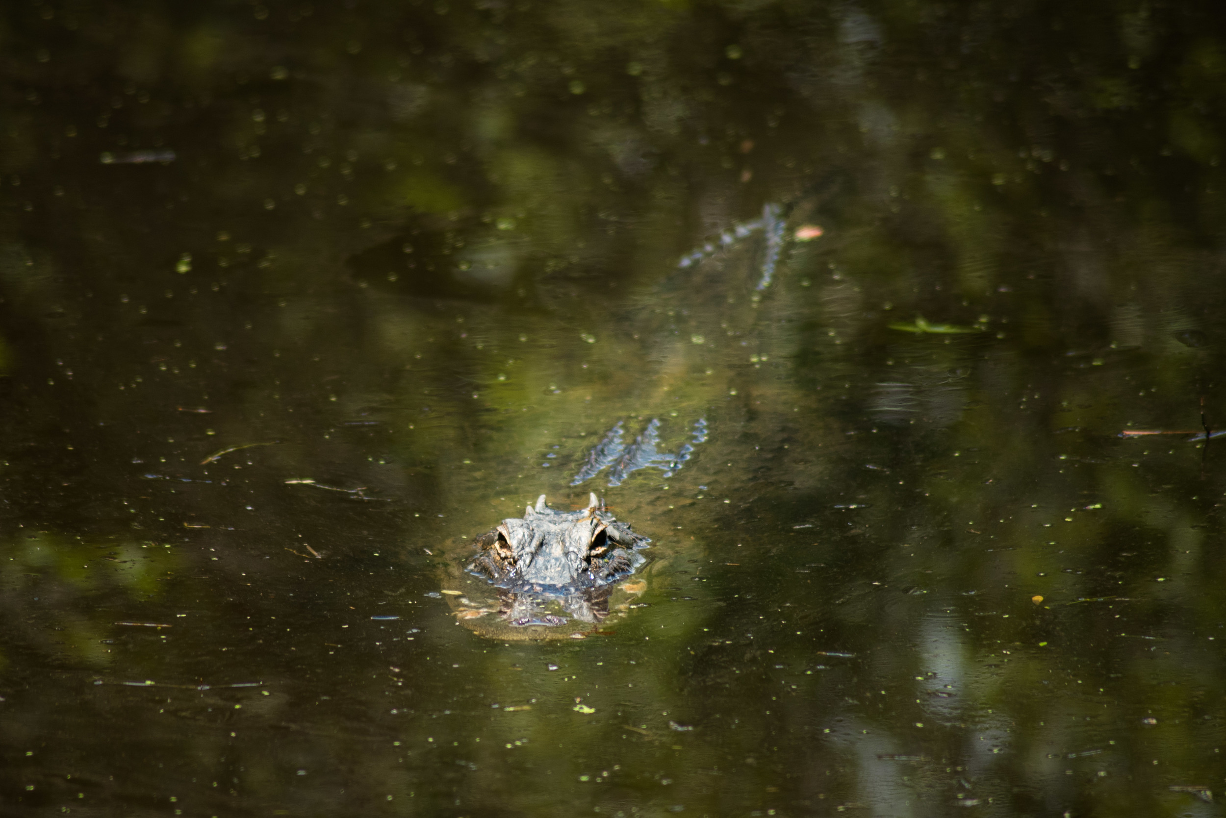 brookgreen garden myrtle beach-56.jpg