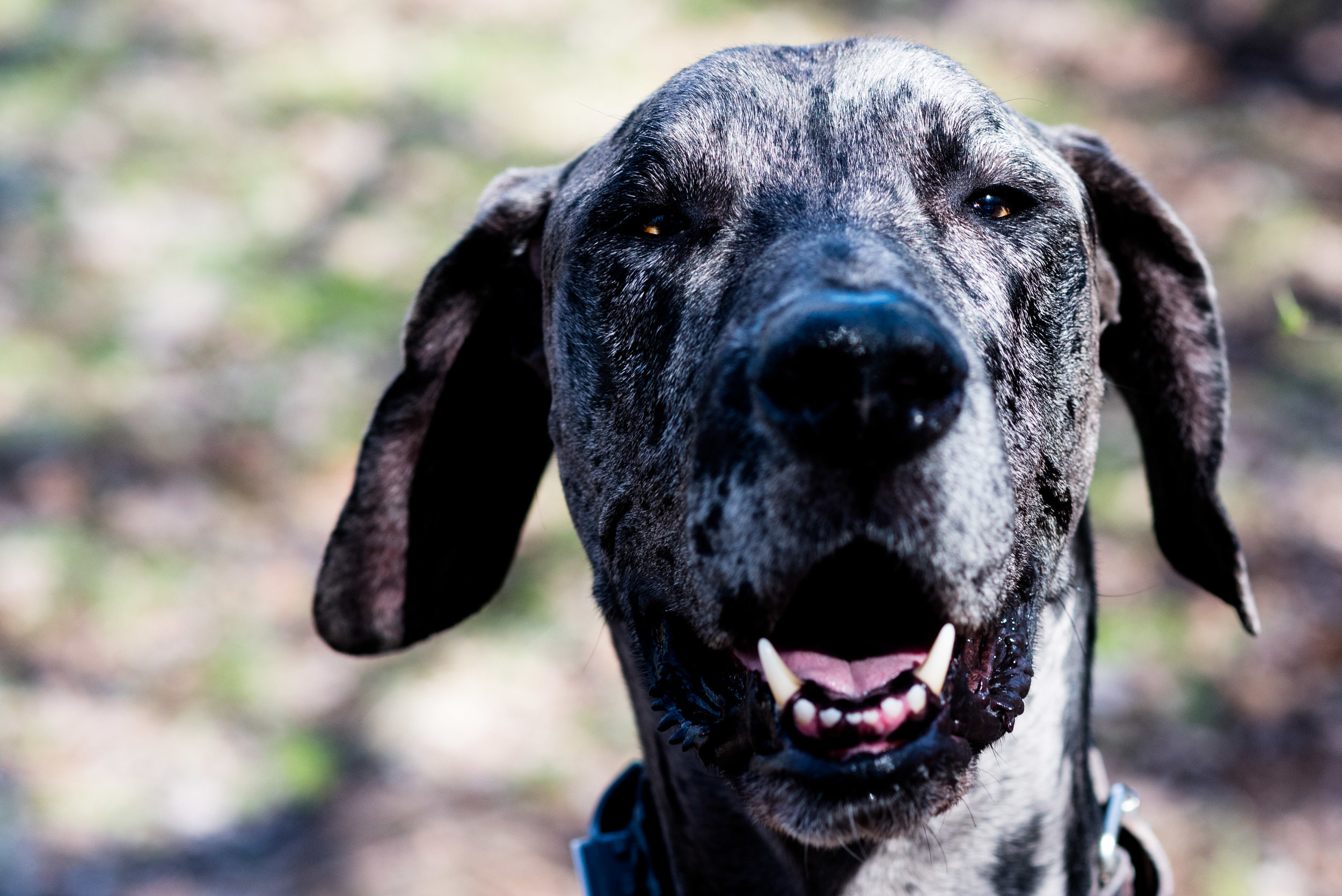 toledo pet photography