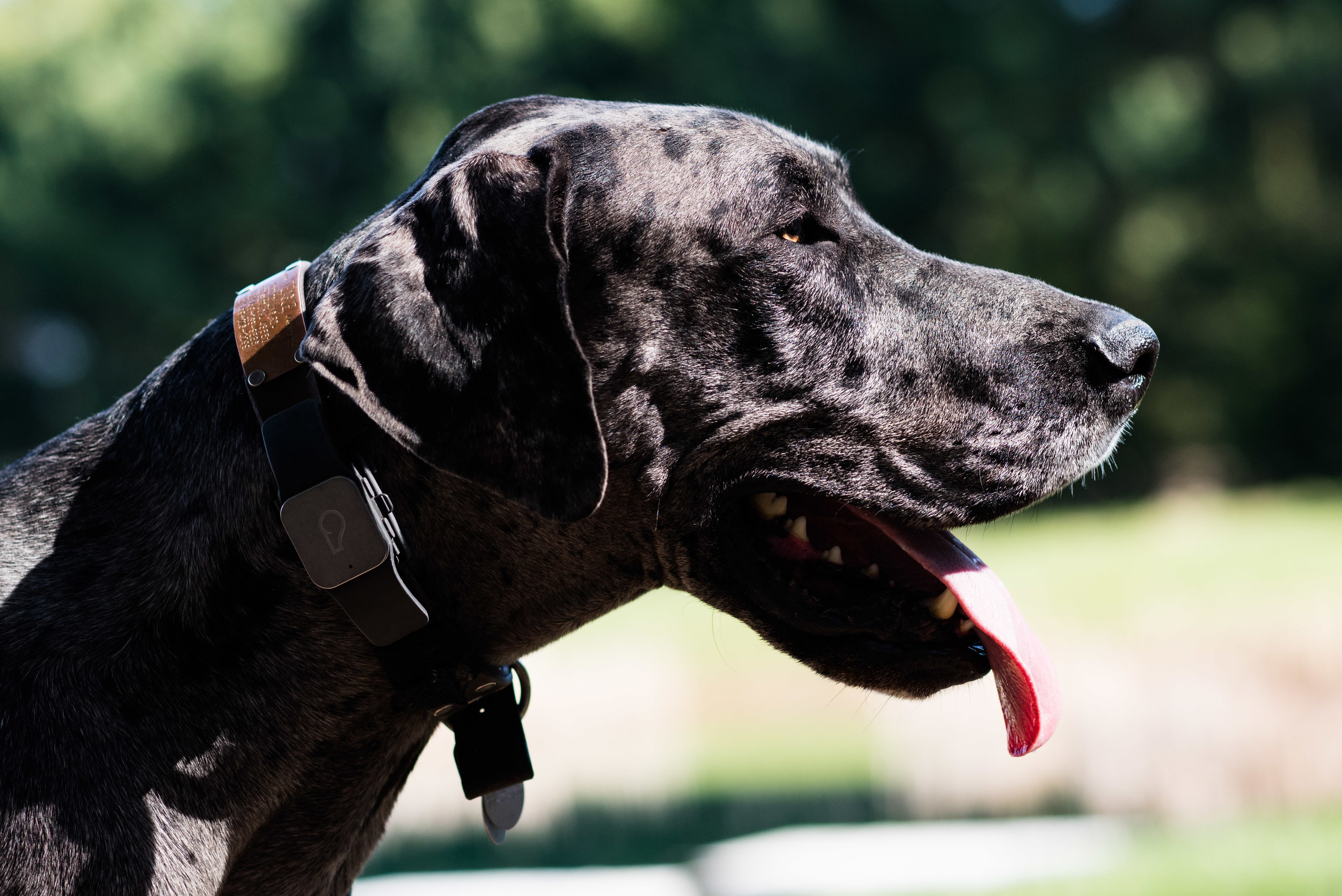 bowling green pet photography