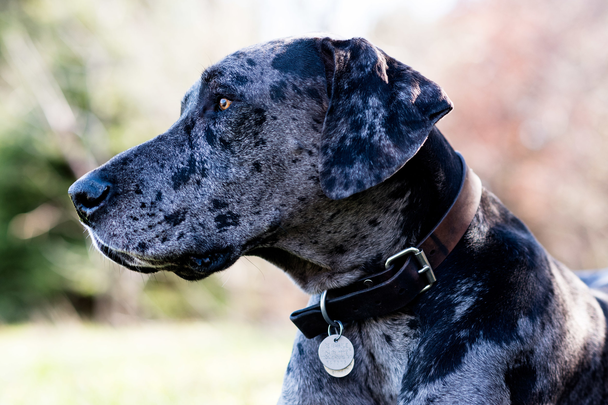 bowling green ohio pet photography